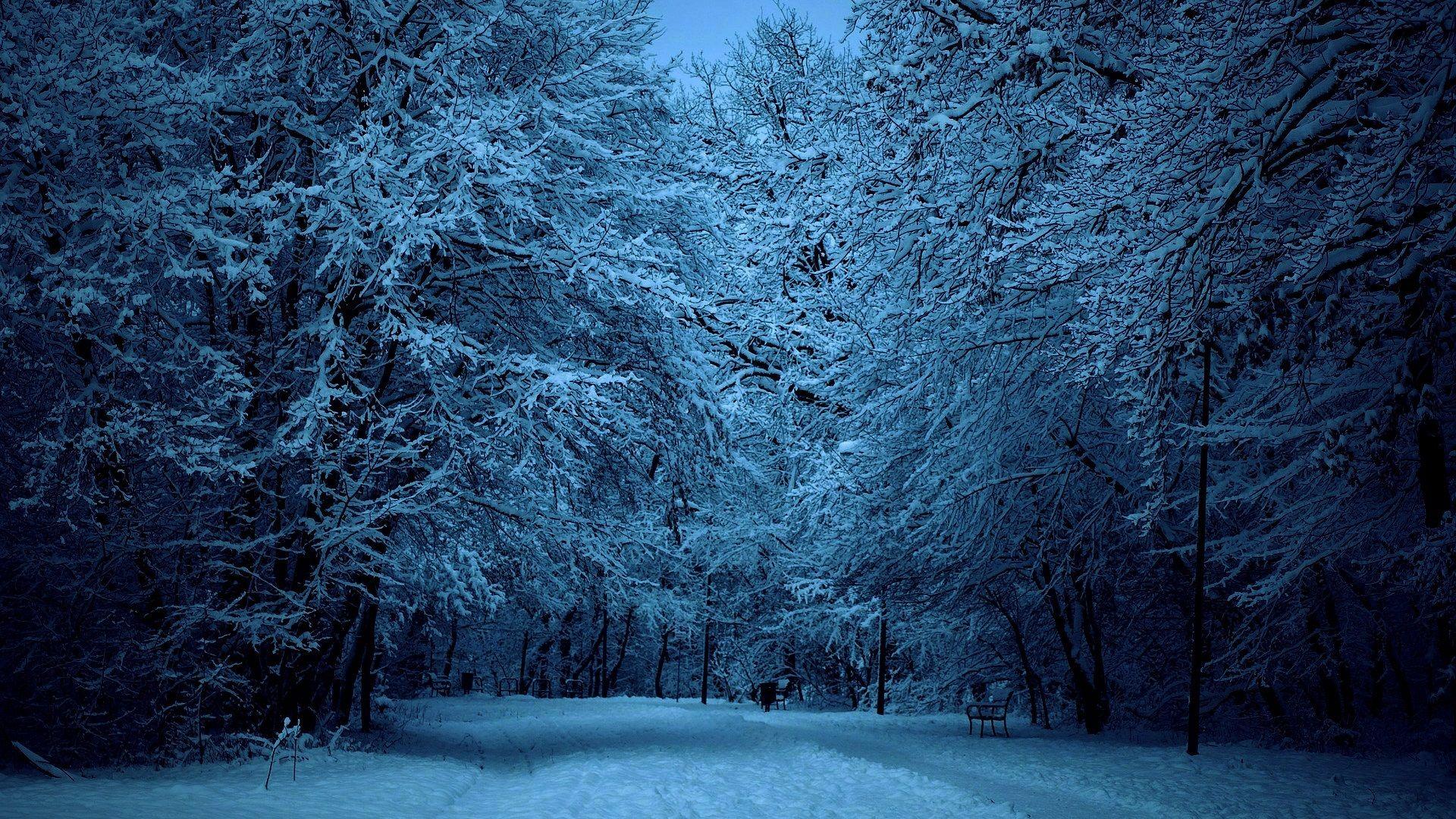 Winter Forest Wallpapers Night Wallpaper Cave