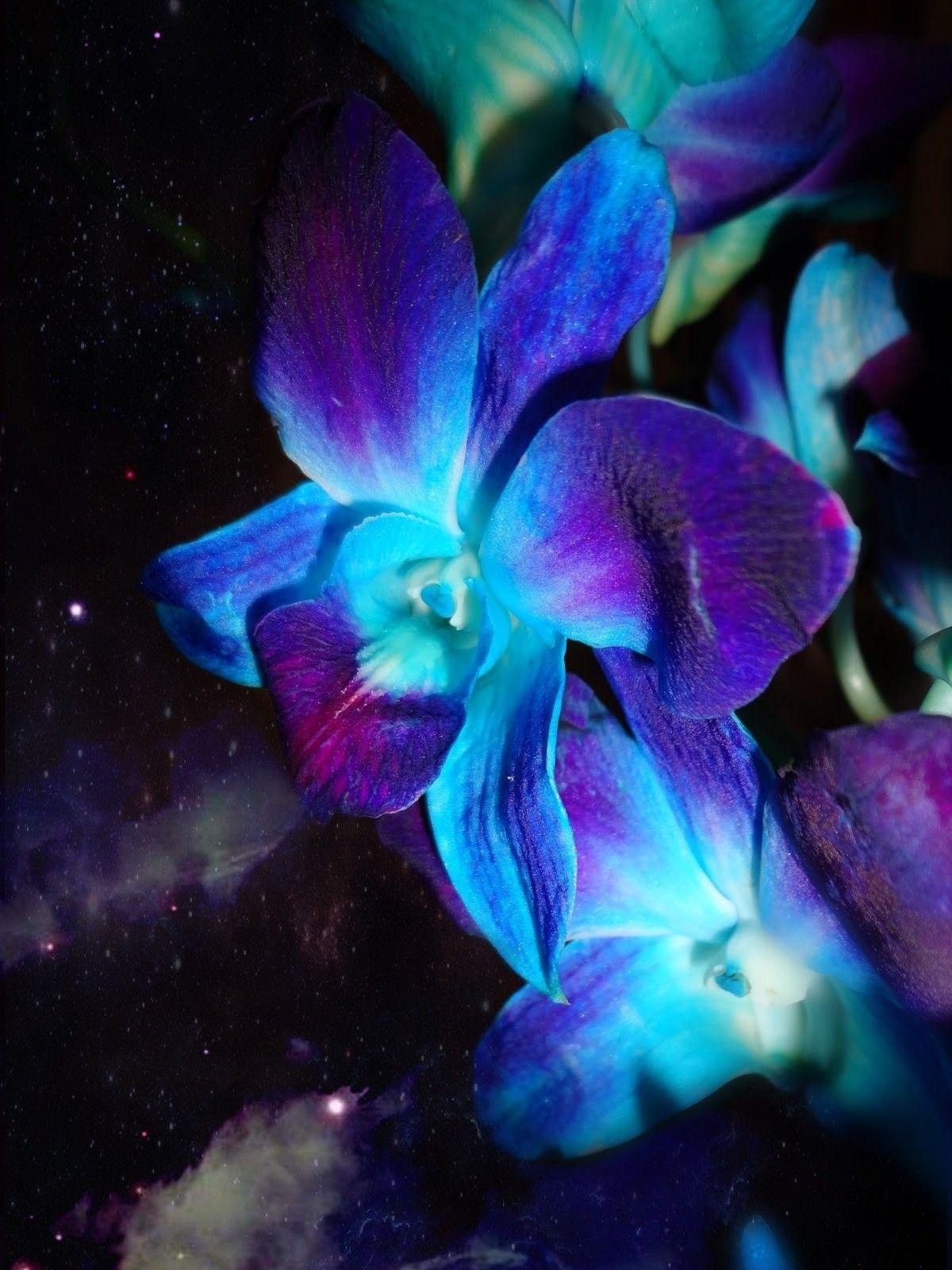 Blue And Purple Orchid Wallpapers Wallpaper Cave