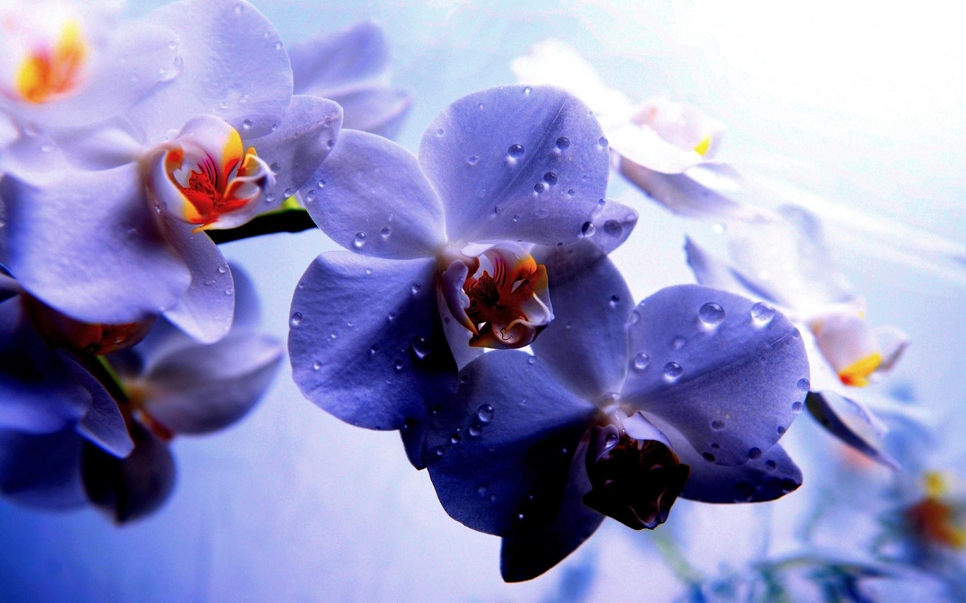 Blue And Purple Orchid Wallpapers Wallpaper Cave