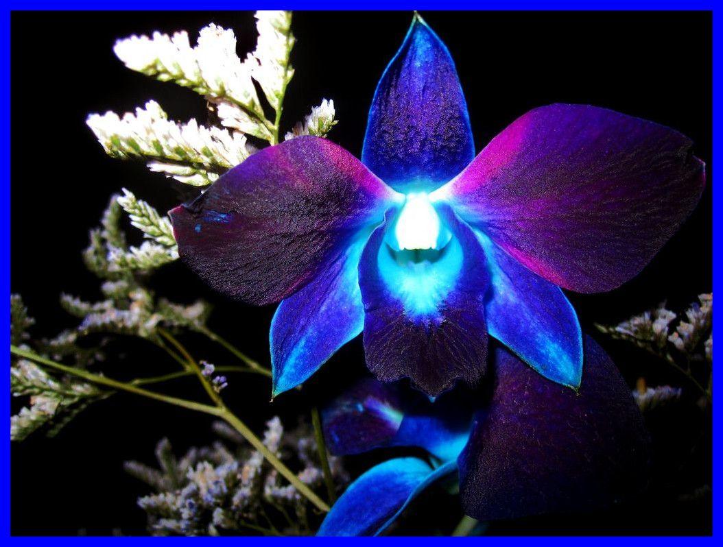 Blue And Purple Orchid Wallpapers Wallpaper Cave