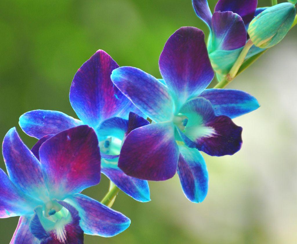 Blue And Purple Orchid Wallpapers Wallpaper Cave