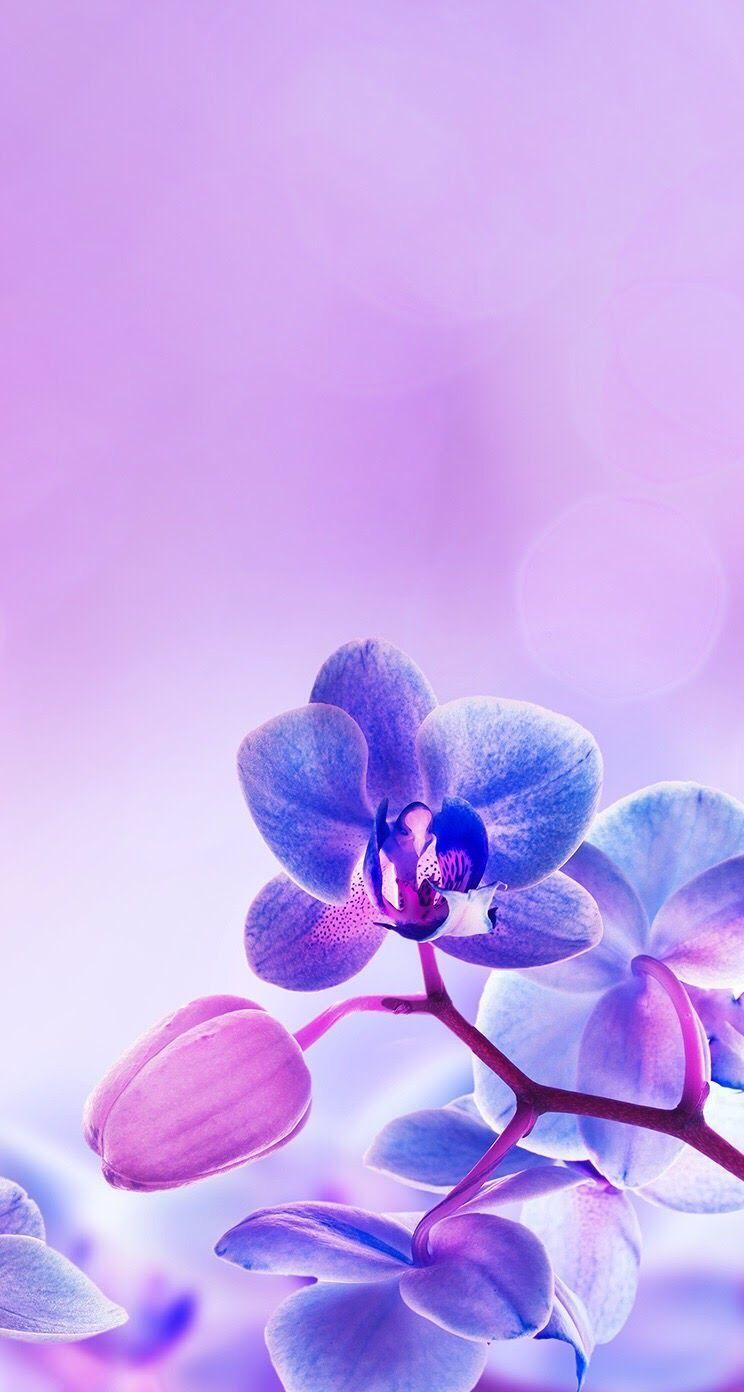 Blue And Purple Orchid Wallpapers Wallpaper Cave
