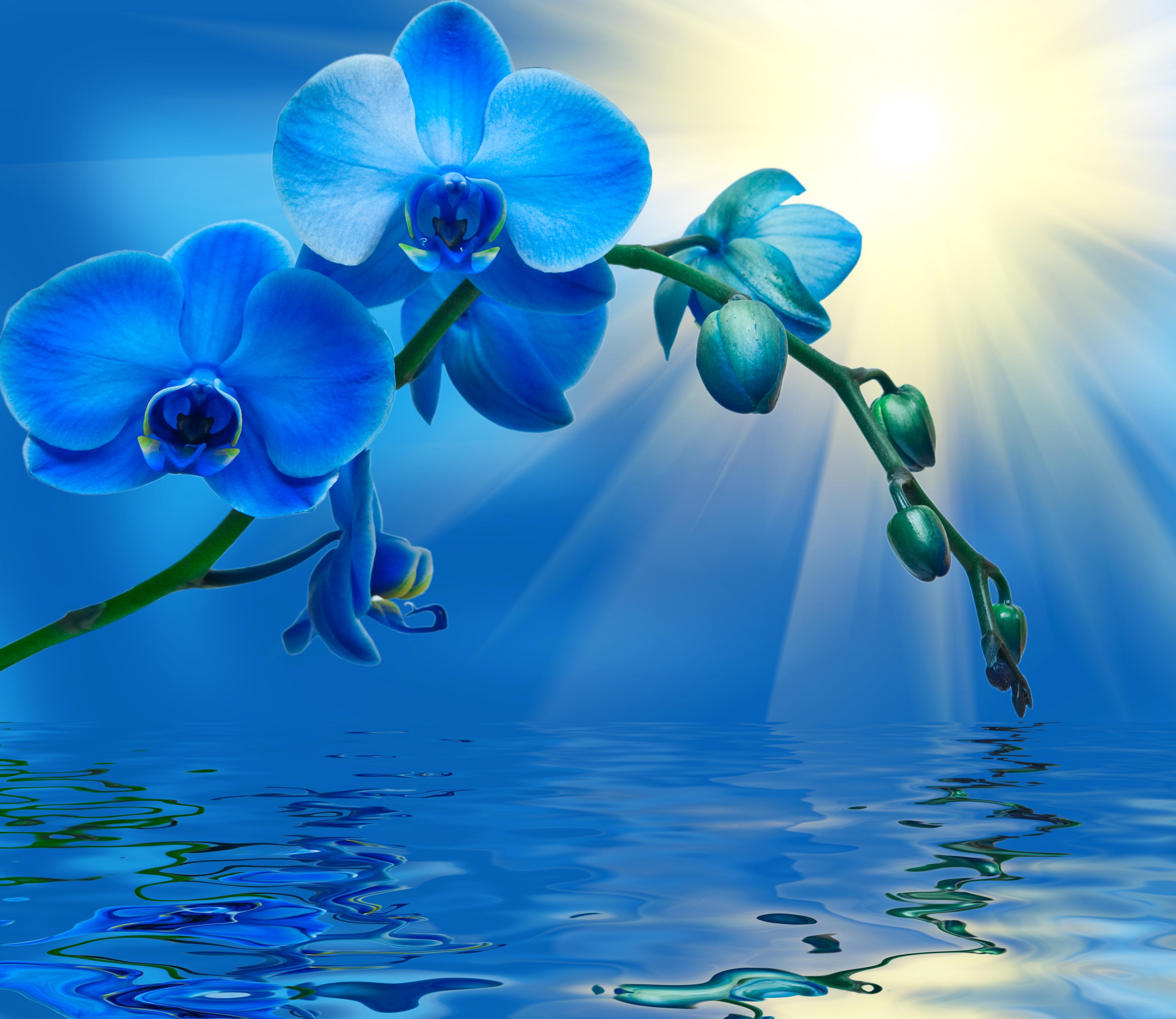 Blue And Purple Orchid Wallpapers Wallpaper Cave