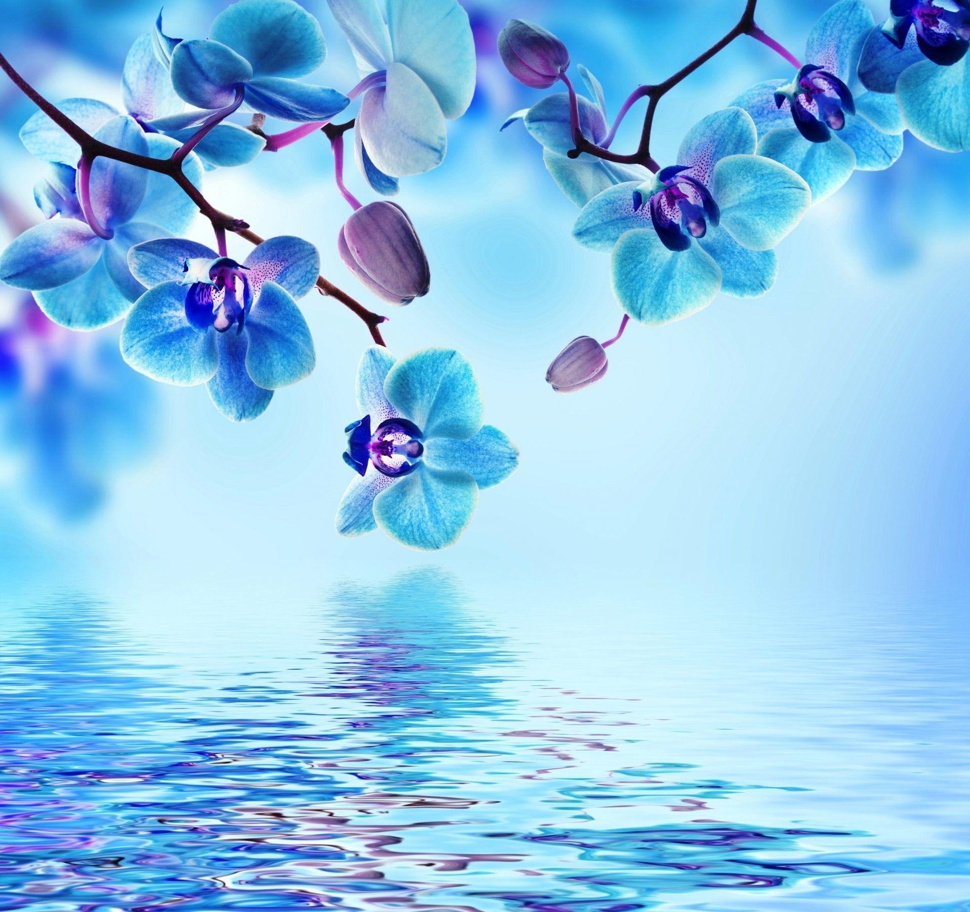 Blue And Purple Orchid Wallpapers Wallpaper Cave