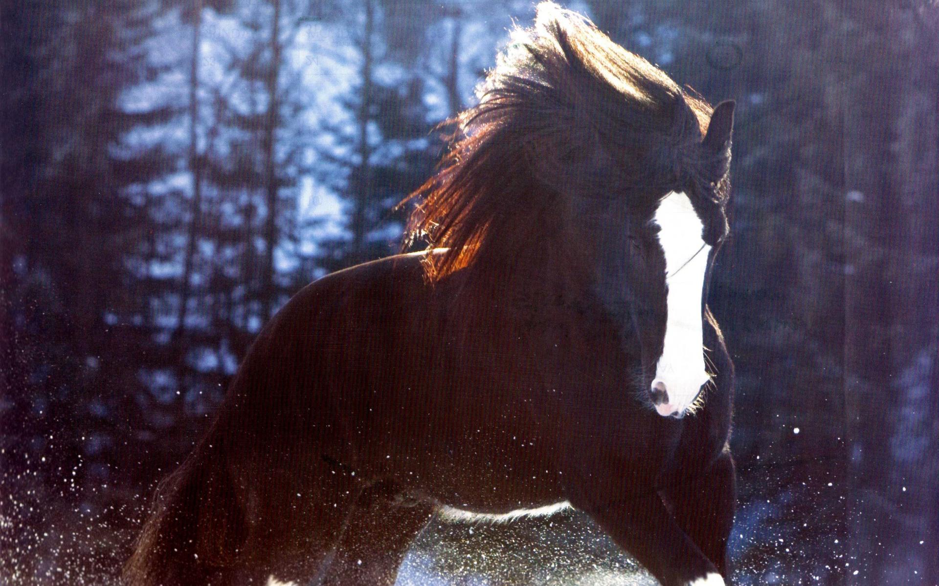 54 Wallpaper Clydesdale Horse In Snow Murnautalk