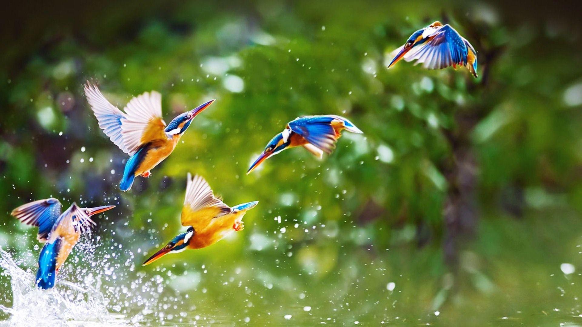 Wallpapers Of Beautiful Birds Wallpaper Cave