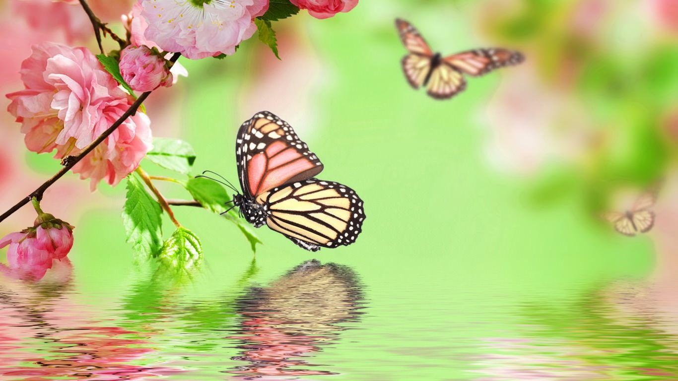 Colorful Butterfly Wallpapers Wallpaper Cave