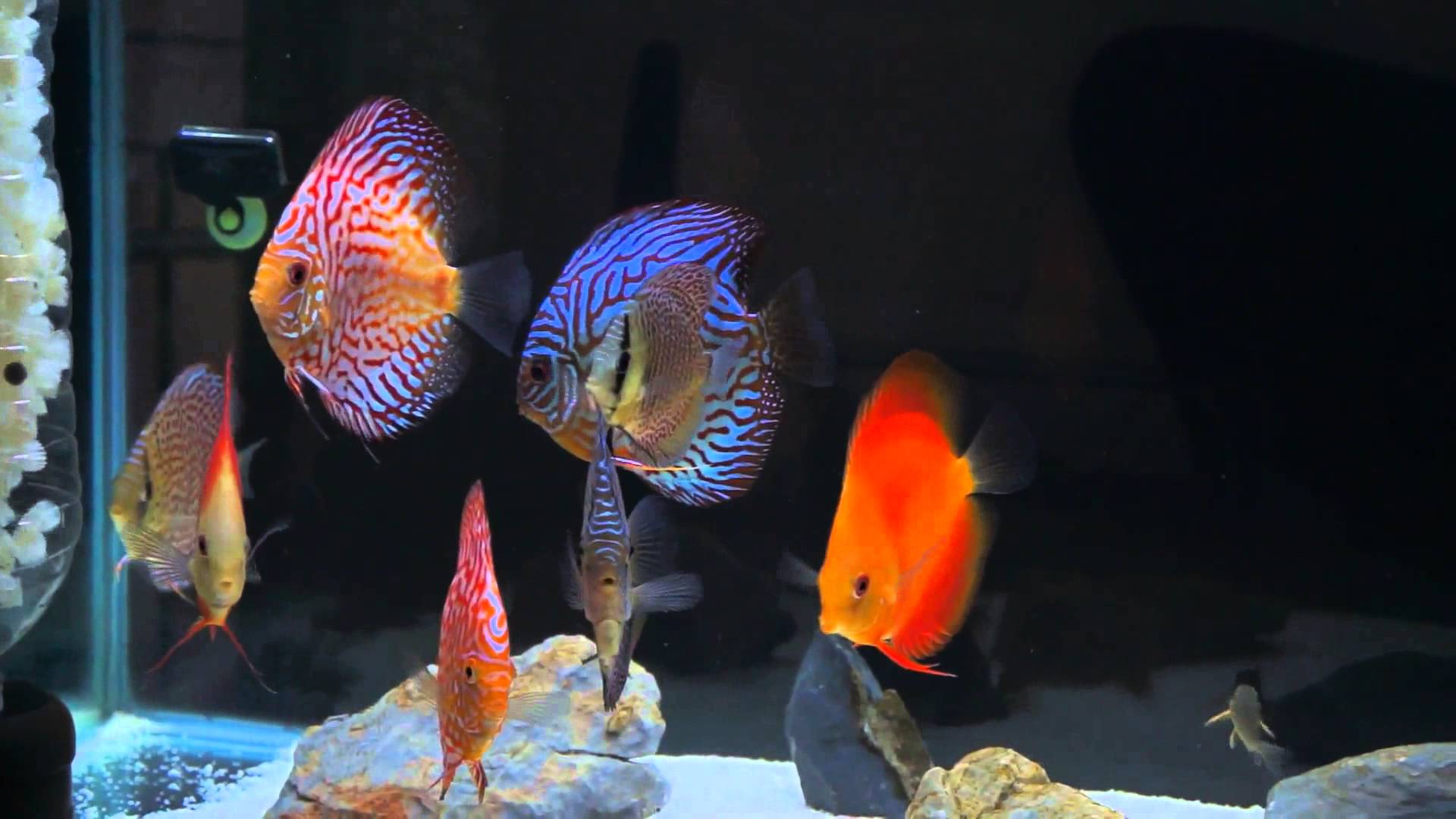 Discus Fish HD Wallpapers Wallpaper Cave