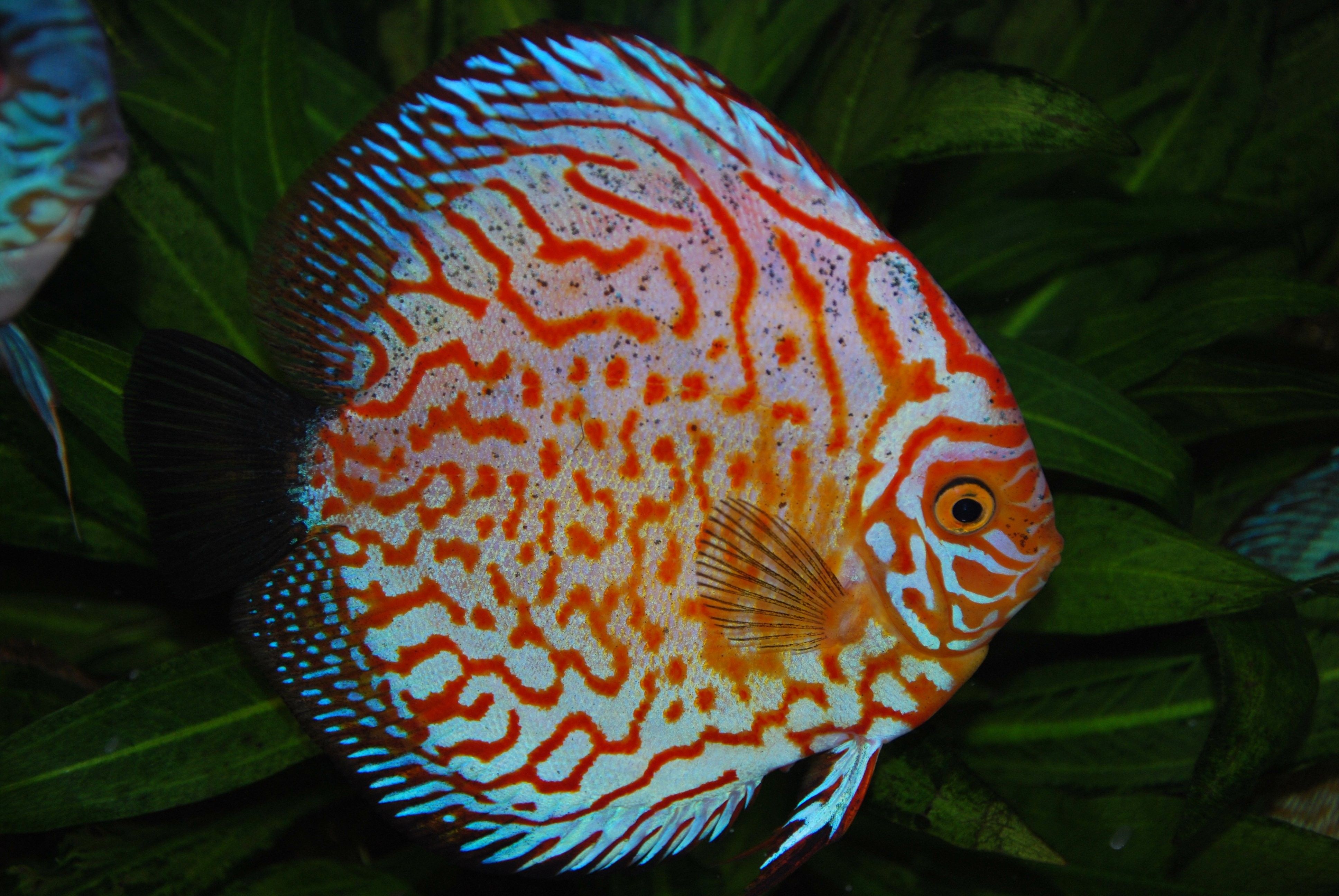 Discus Fish HD Wallpapers Wallpaper Cave