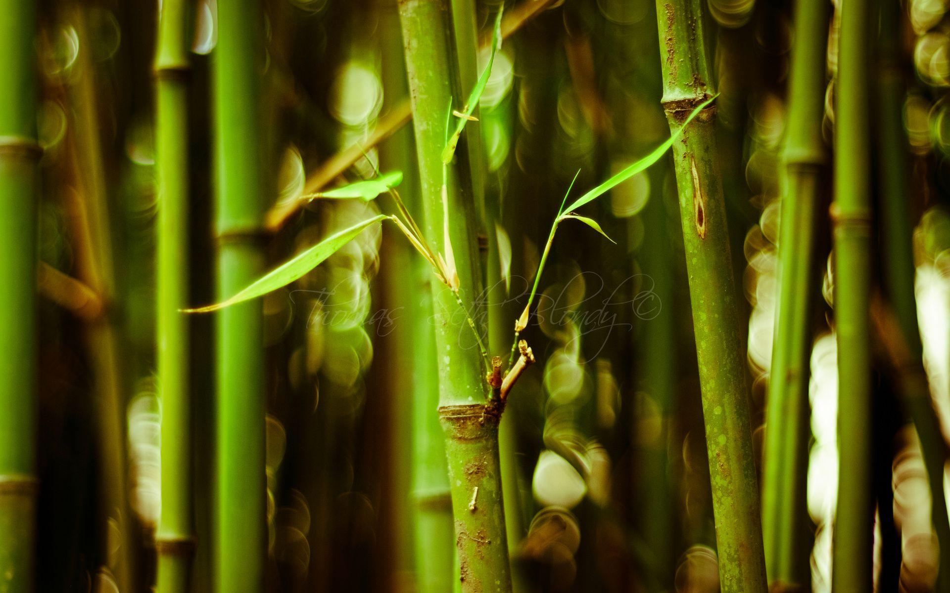 Desktop Wallpapers HD Bamboo Tree Wallpaper Cave