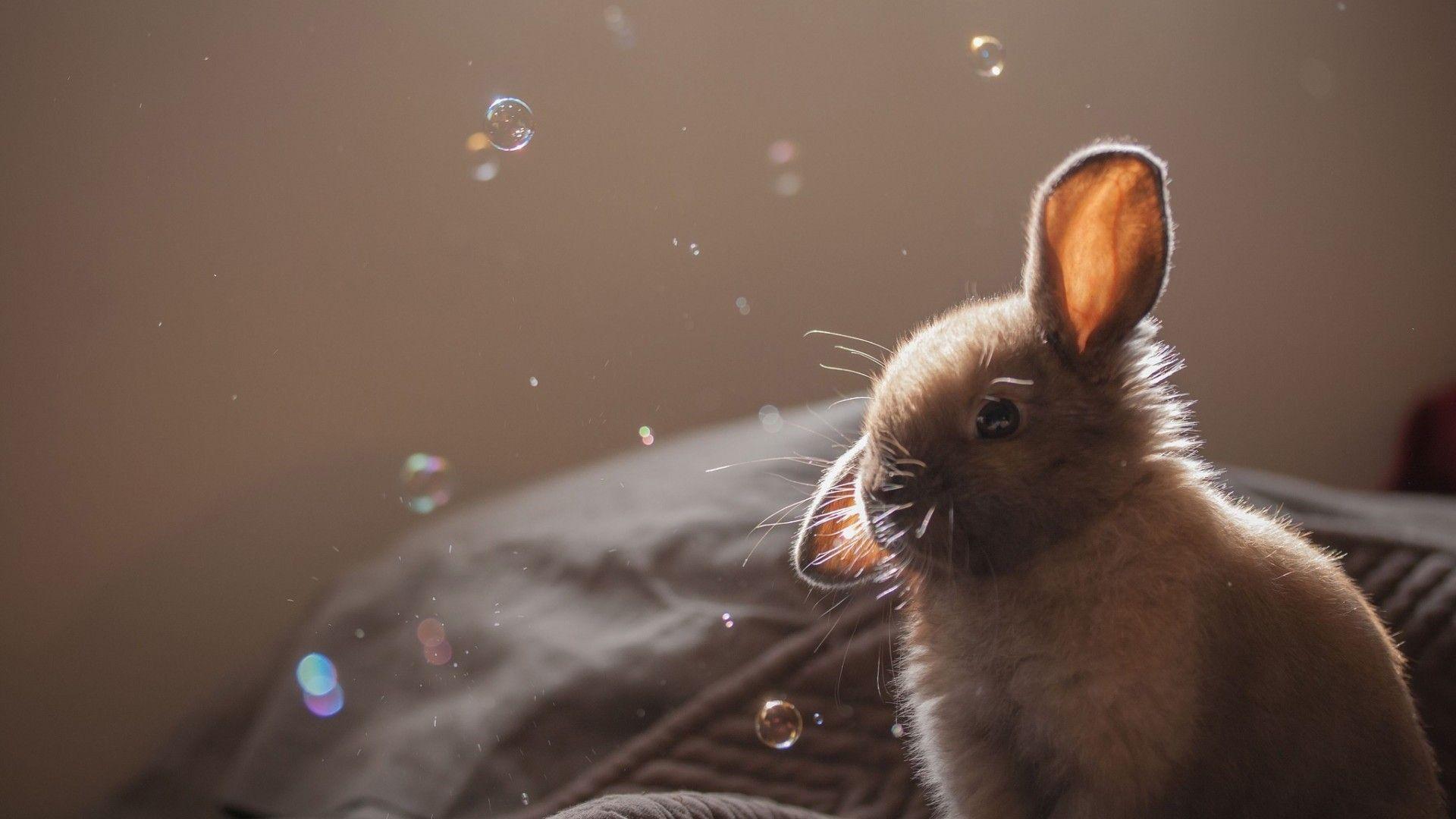 Bunny Backgrounds Pictures Wallpaper Cave