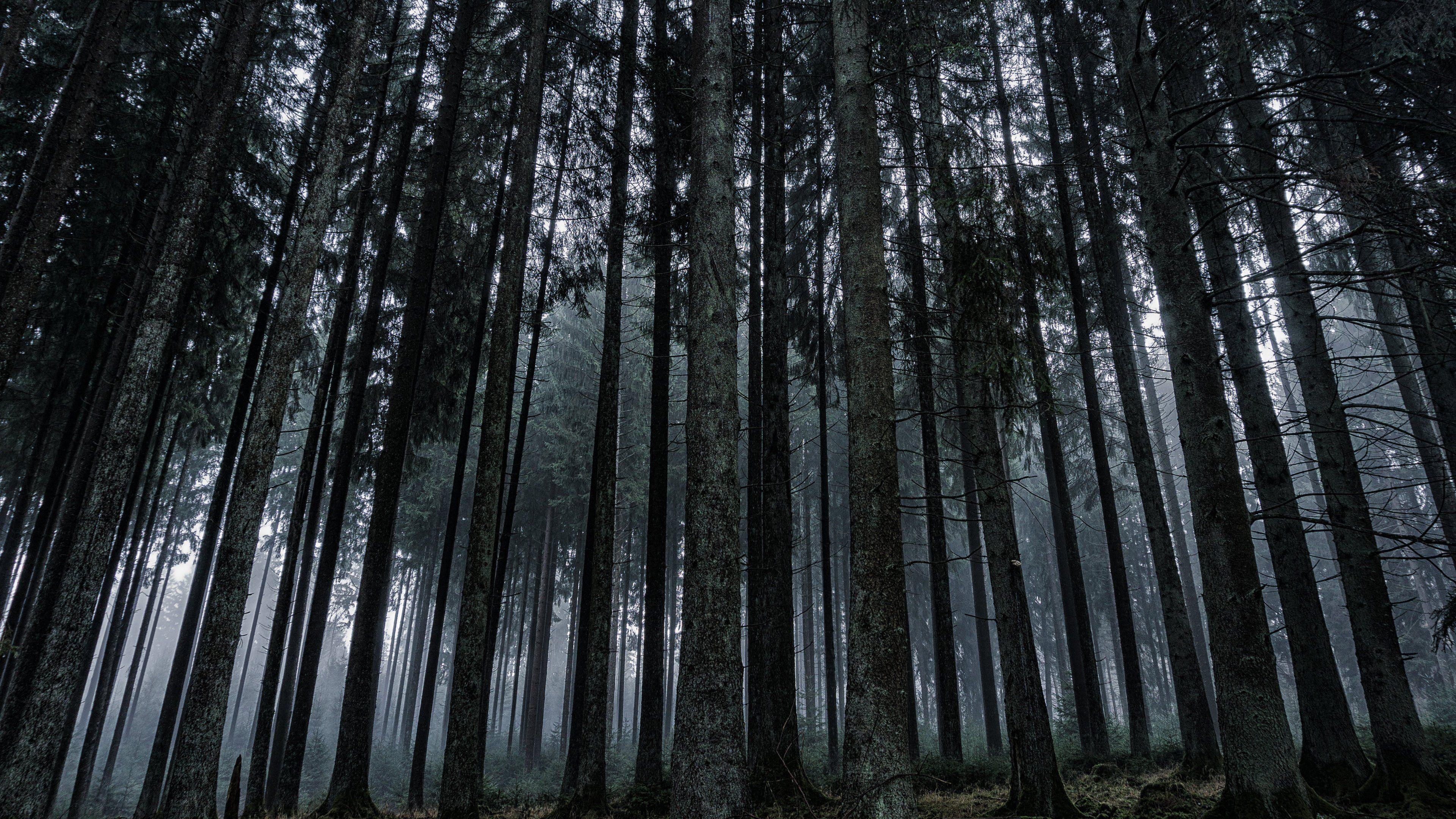 Dark Forest HD Mobile Wallpapers Wallpaper Cave