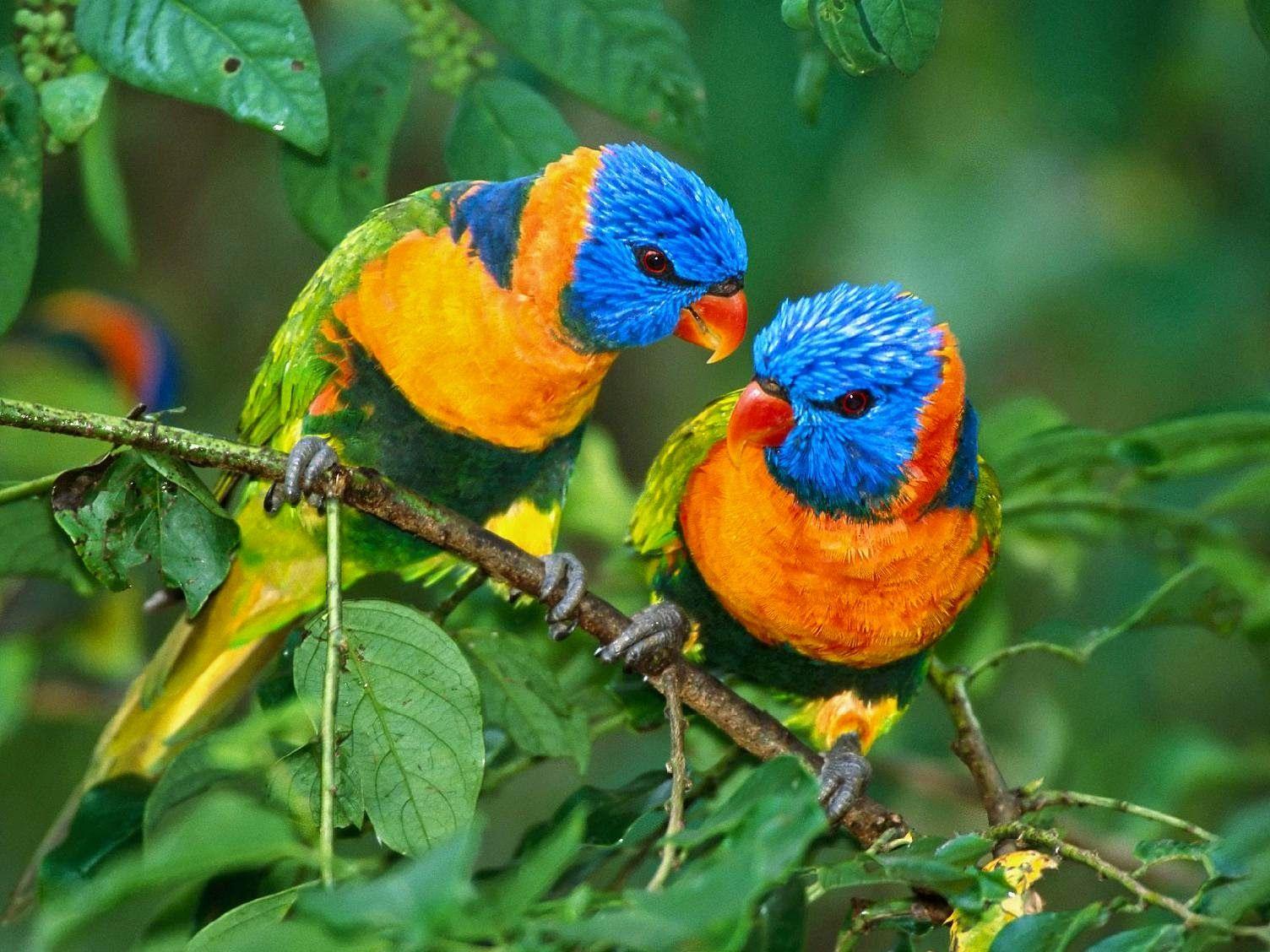 Wallpapers Burung - Wallpaper Cave 1128_X_1504_jpg