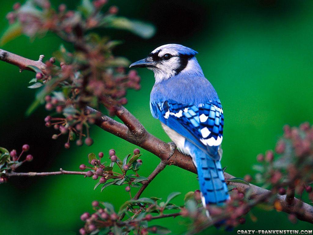 Wallpapers Burung - Wallpaper Cave 768_X_1024_jpg