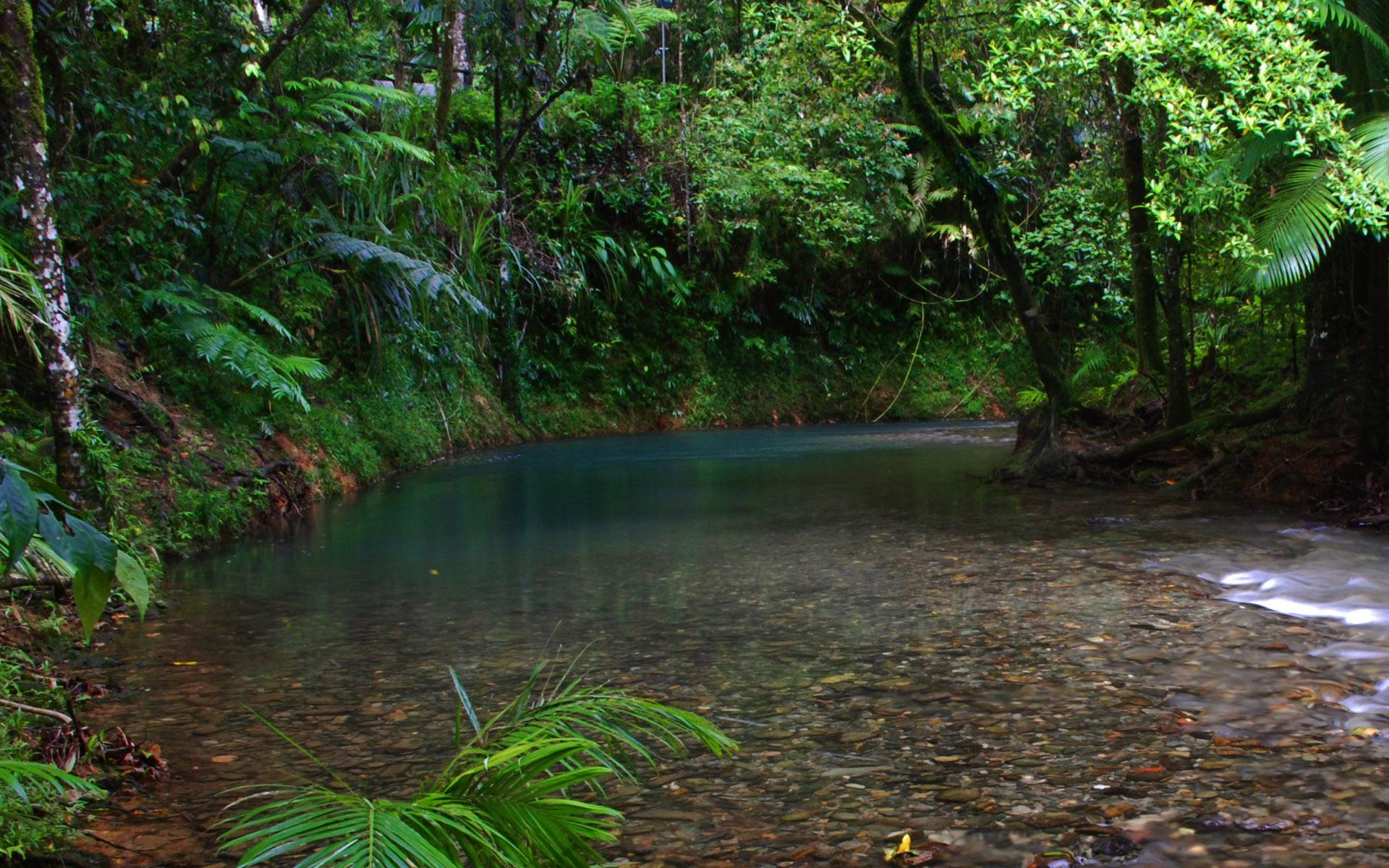 Free Rainforest Wallpapers Wallpaper Cave