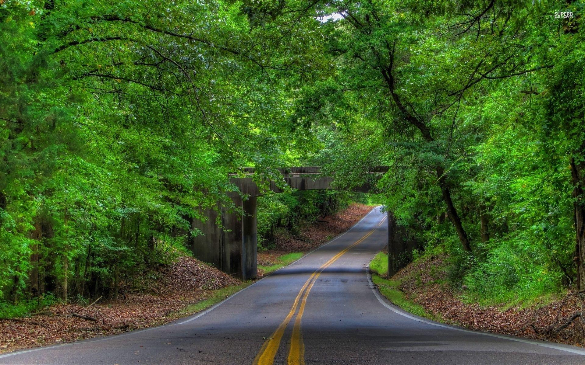 Green Forest Road HD Wallpapers Wallpaper Cave