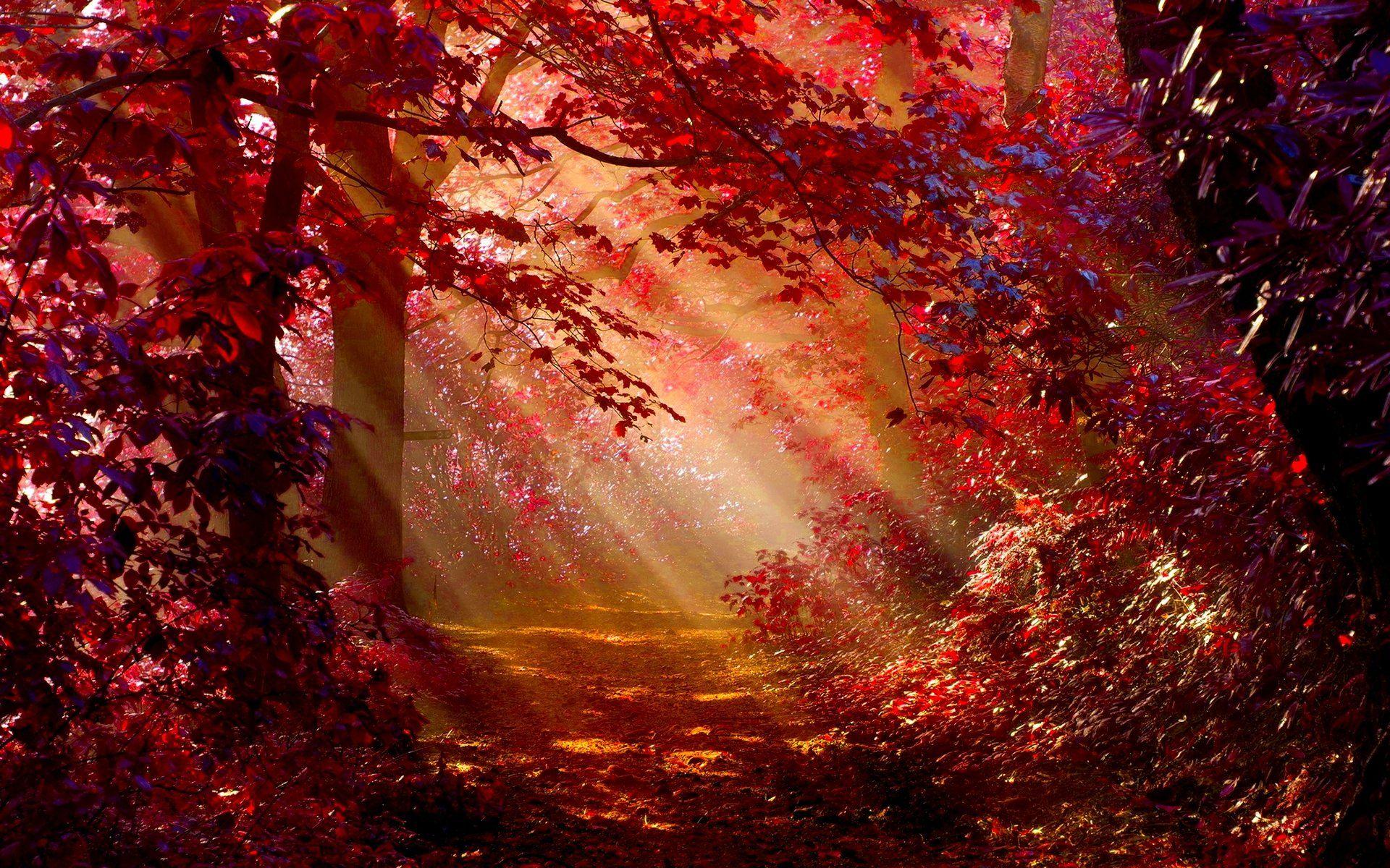 Autumn Forest Wallpapers Wallpaper Cave