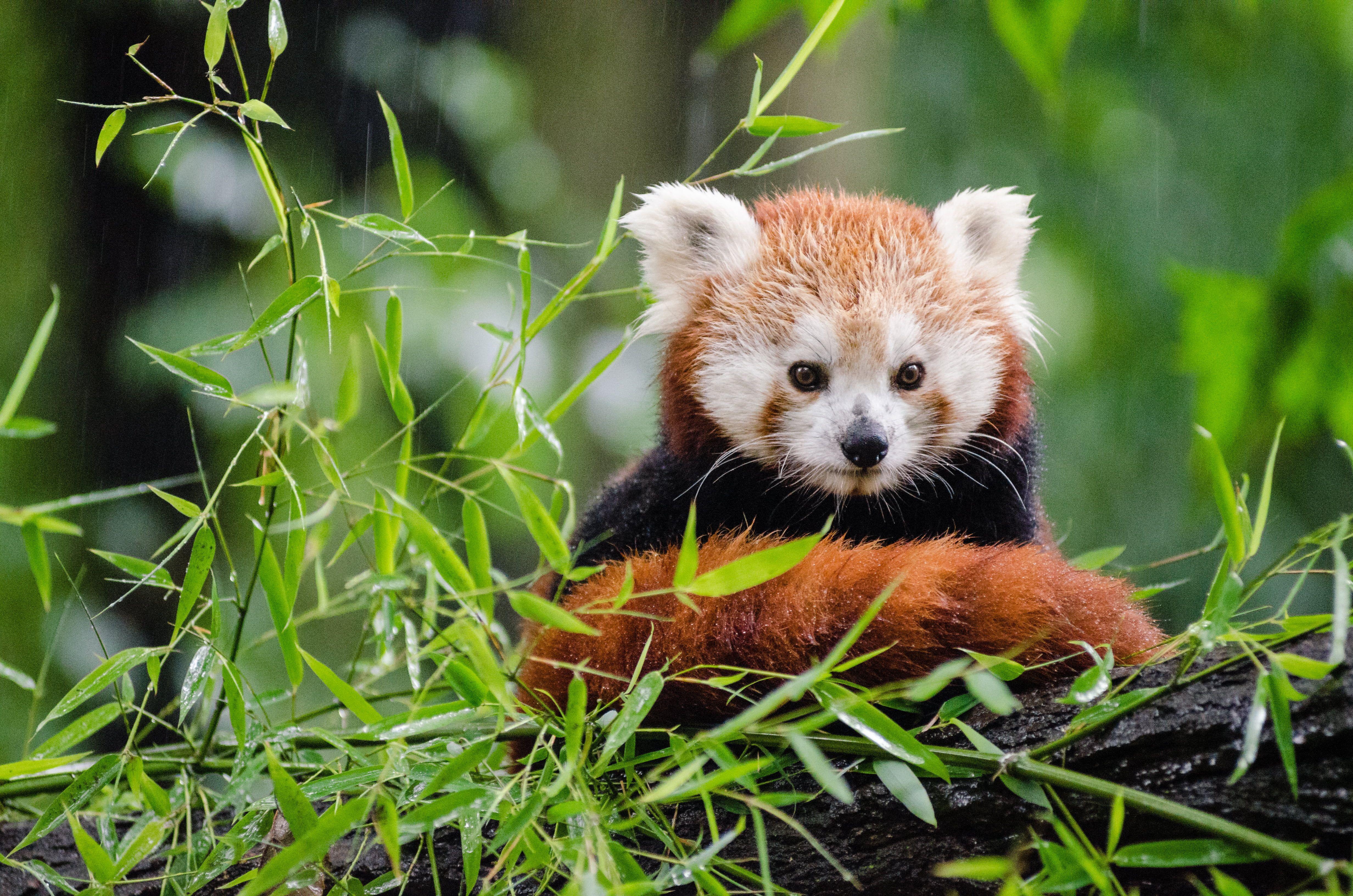 Red Panda HD Wallpapers Wallpaper Cave