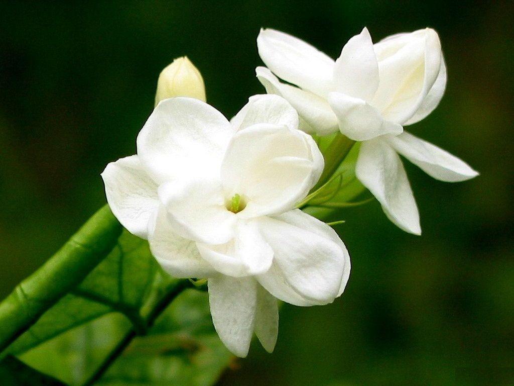 Jasmine Flower Wallpapers HD Wallpaper Cave
