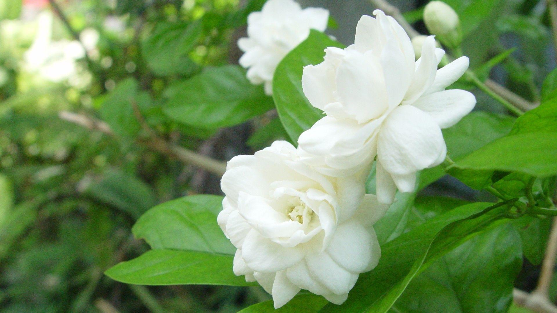 Jasmine Flower Wallpapers HD Wallpaper Cave