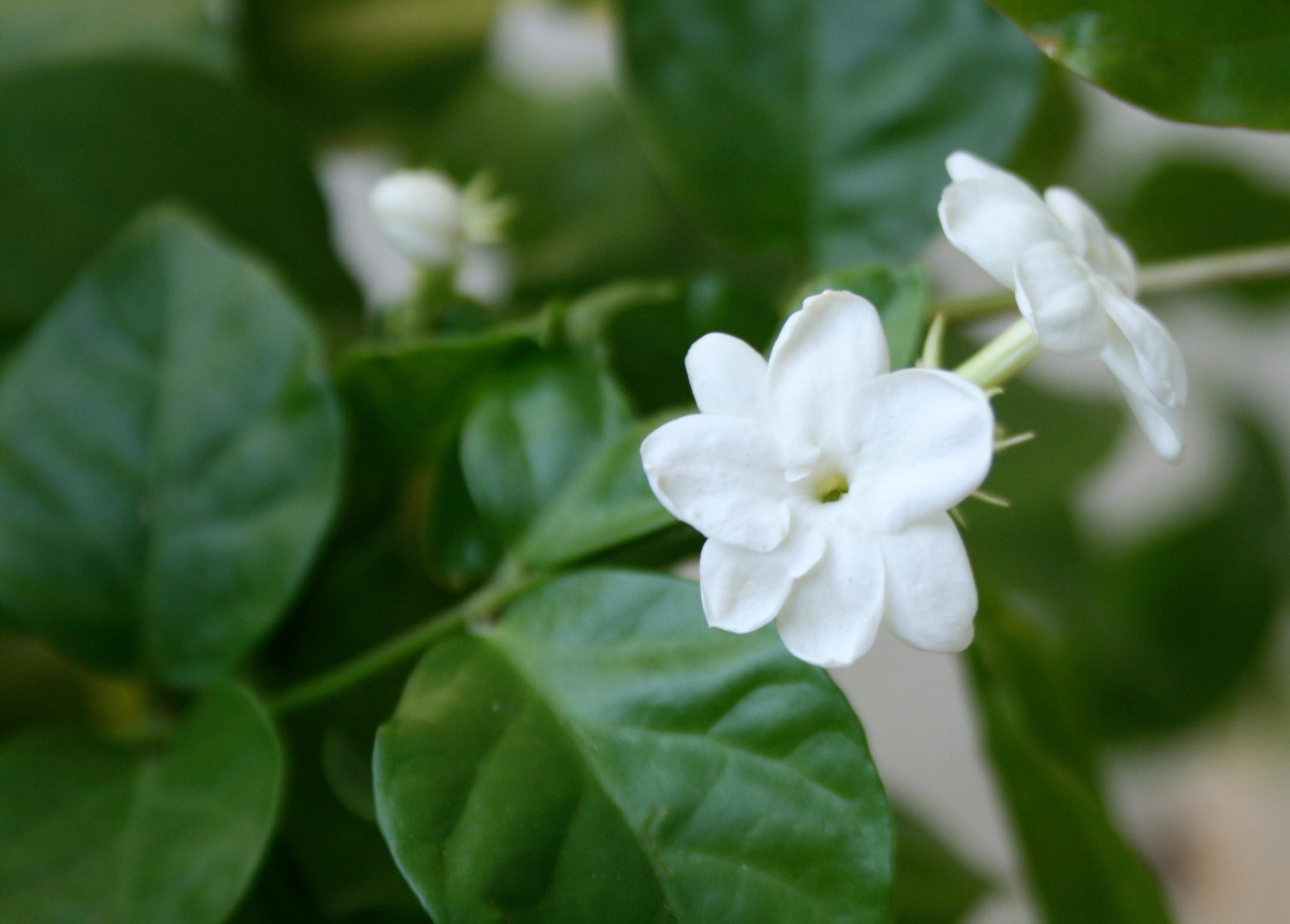 Jasmine Flower Wallpapers HD Wallpaper Cave