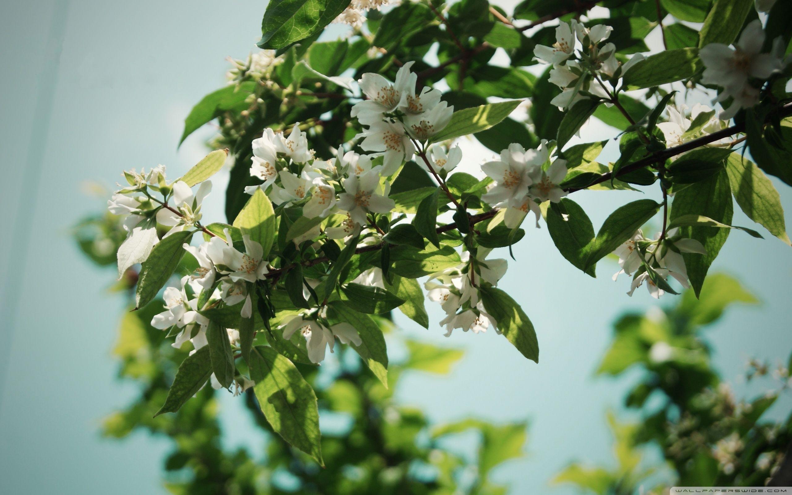 Jasmine Flower Wallpapers HD Wallpaper Cave