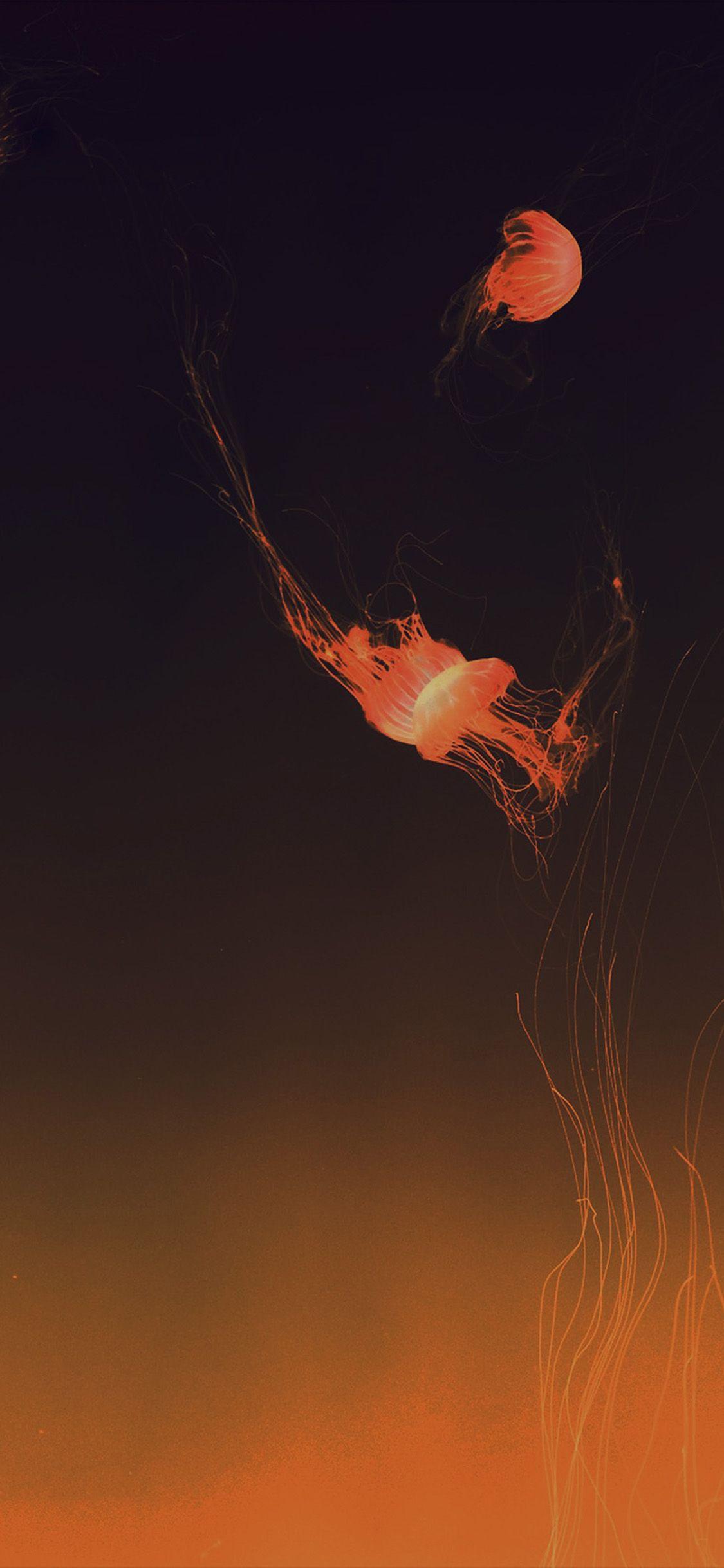 Marine Iphone Wallpapers Wallpaper Cave