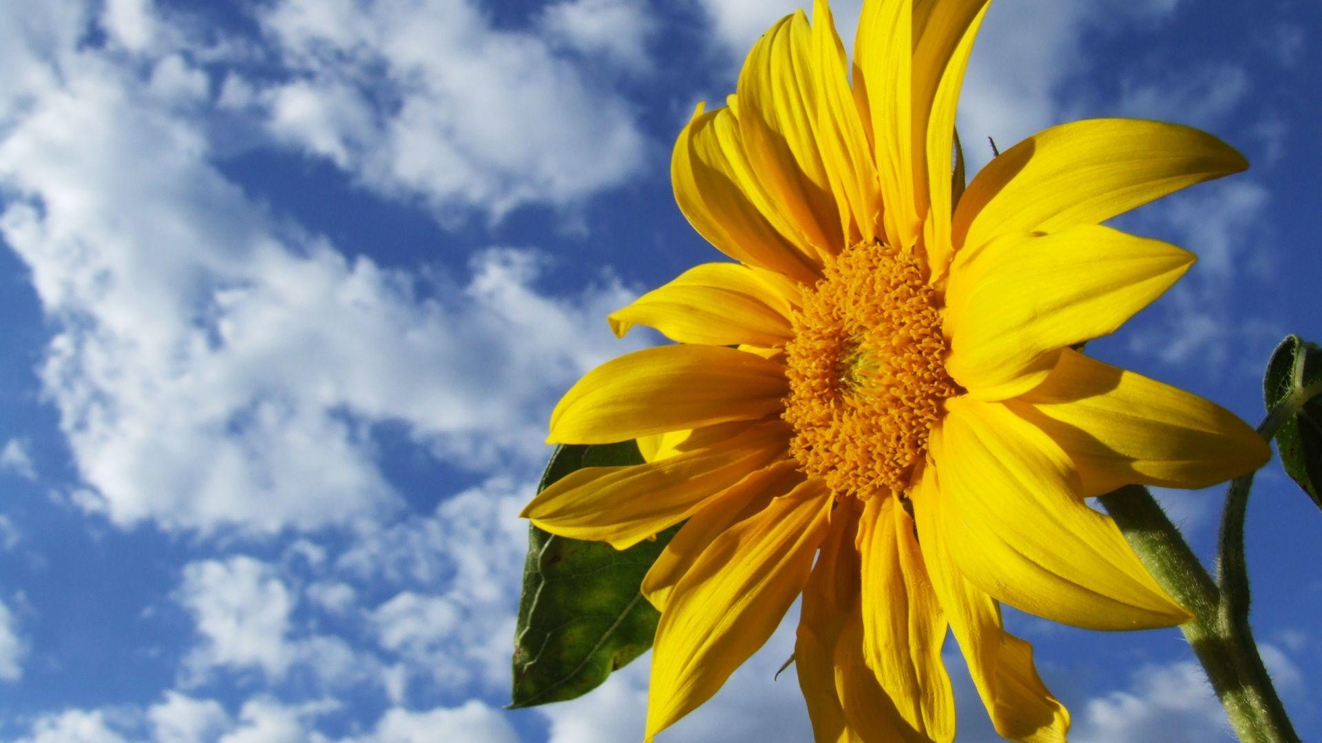 3d Sunflower Wallpapers For Desktop Wallpaper Cave