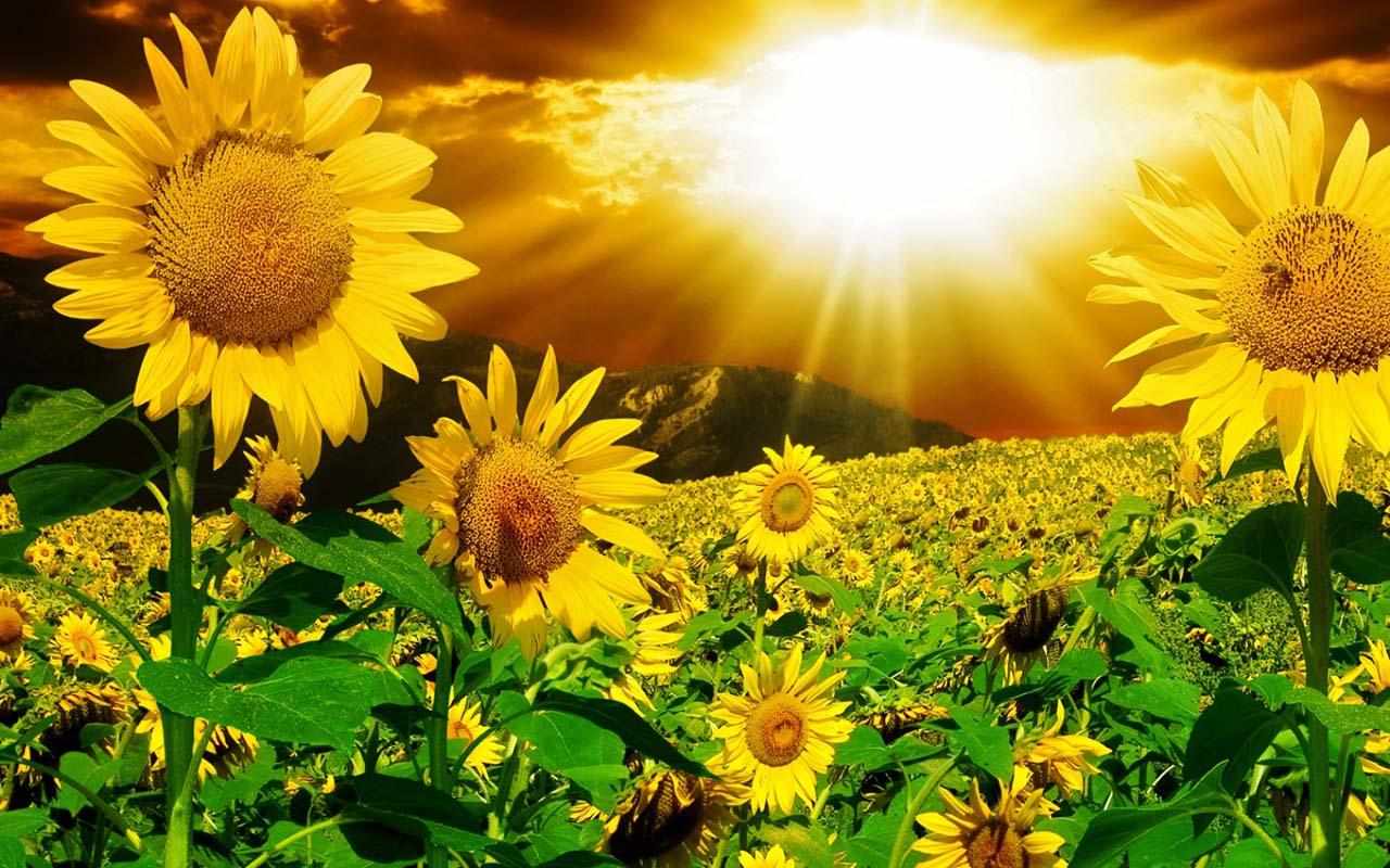 3d Sunflower Wallpapers For Desktop Wallpaper Cave DE0