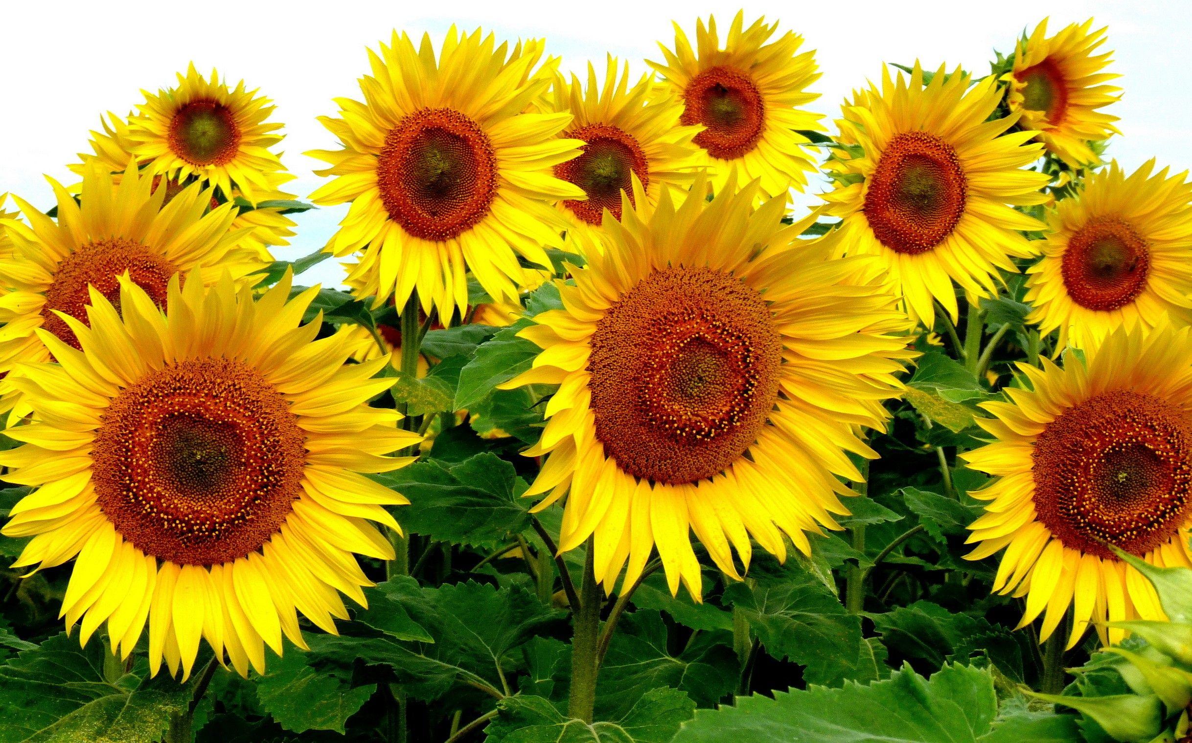 3d Sunflower Wallpapers For Desktop Wallpaper Cave