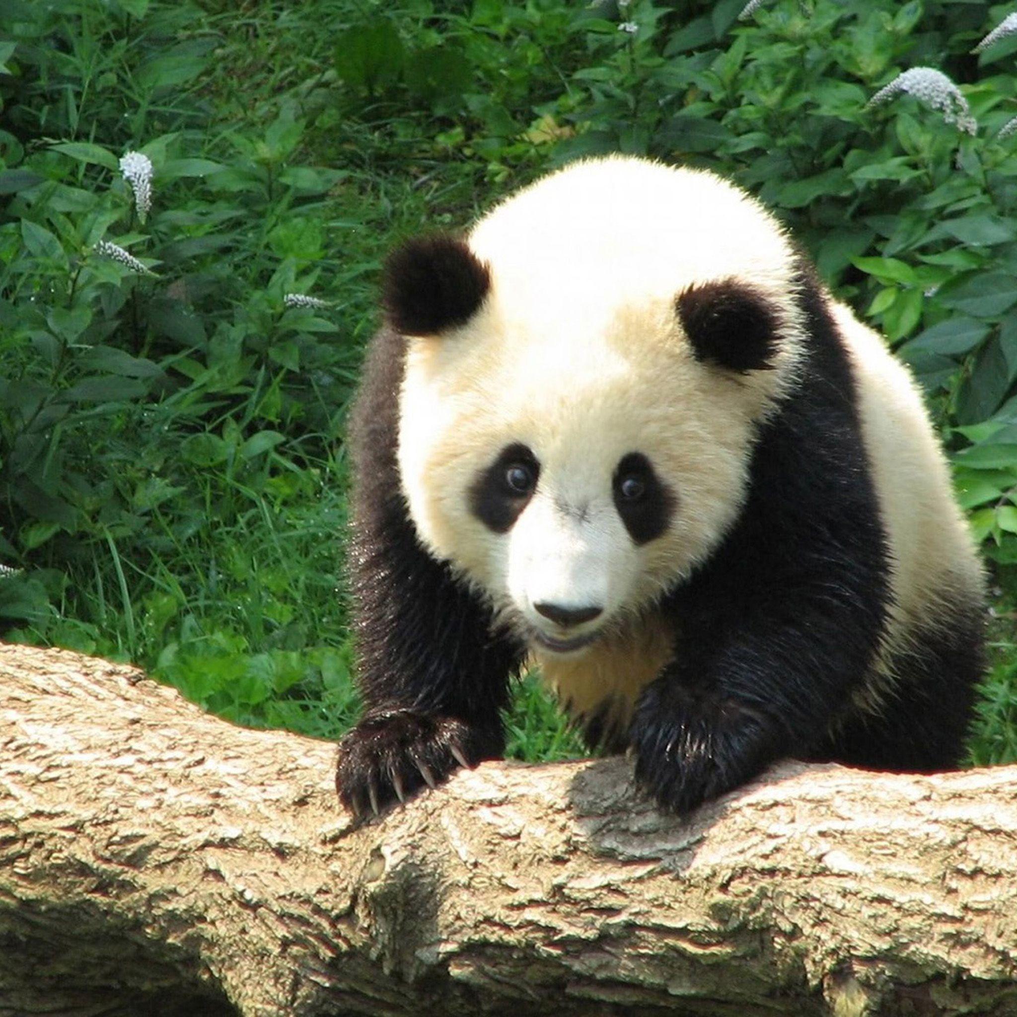 Panda Wallpapers Ipad Wallpaper Cave