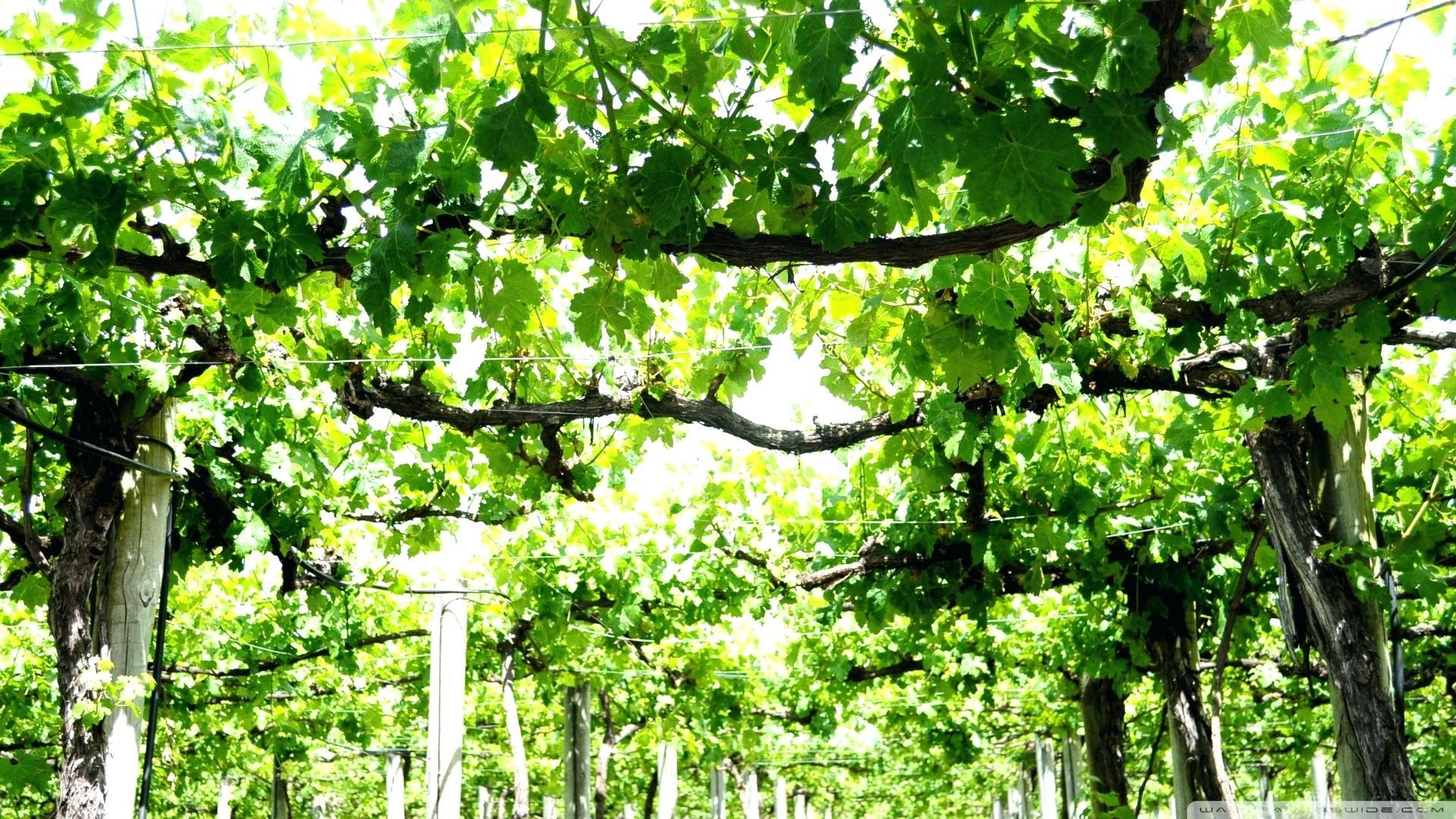 Grape Vineyard Wallpapers Wallpaper Cave