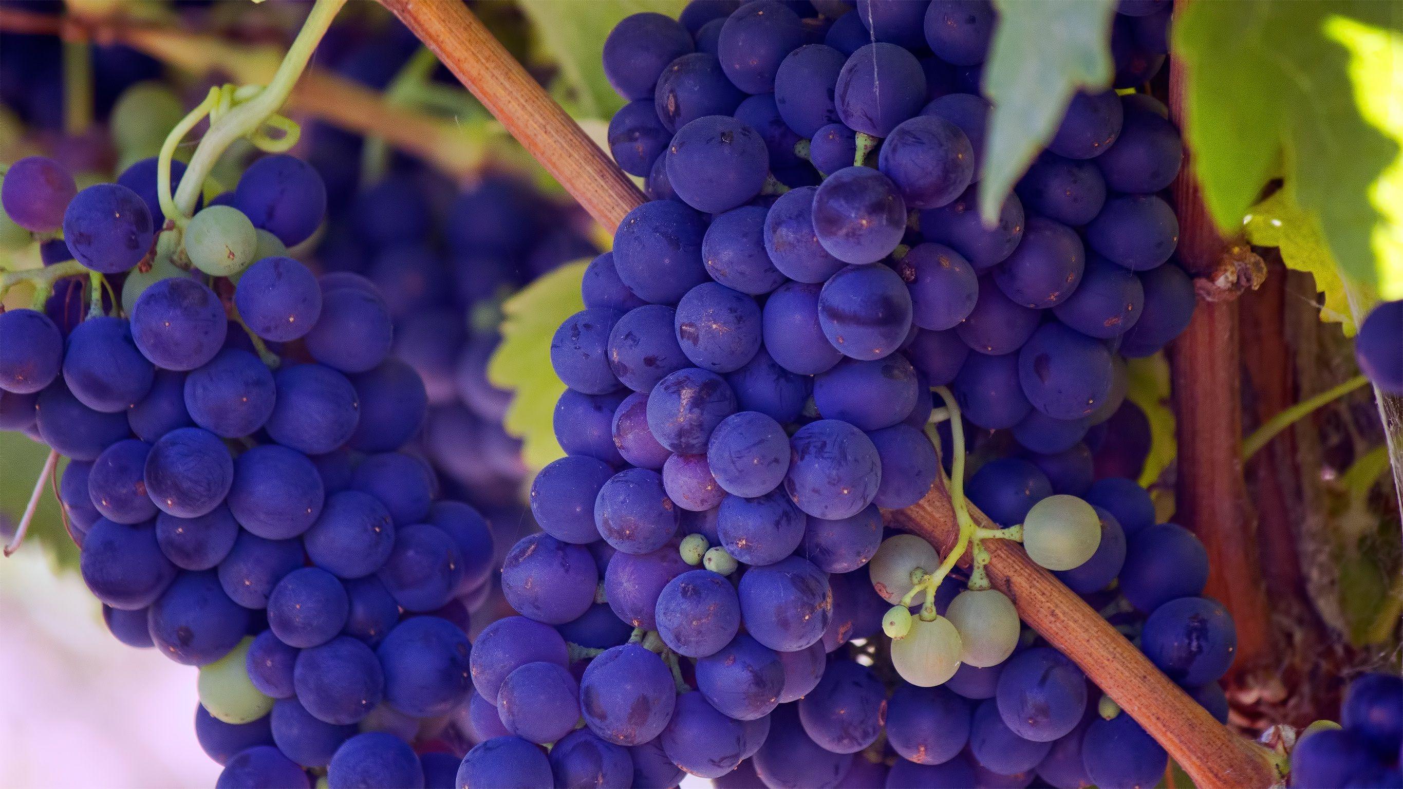 Purple Grapes Wallpapers Wallpaper Cave