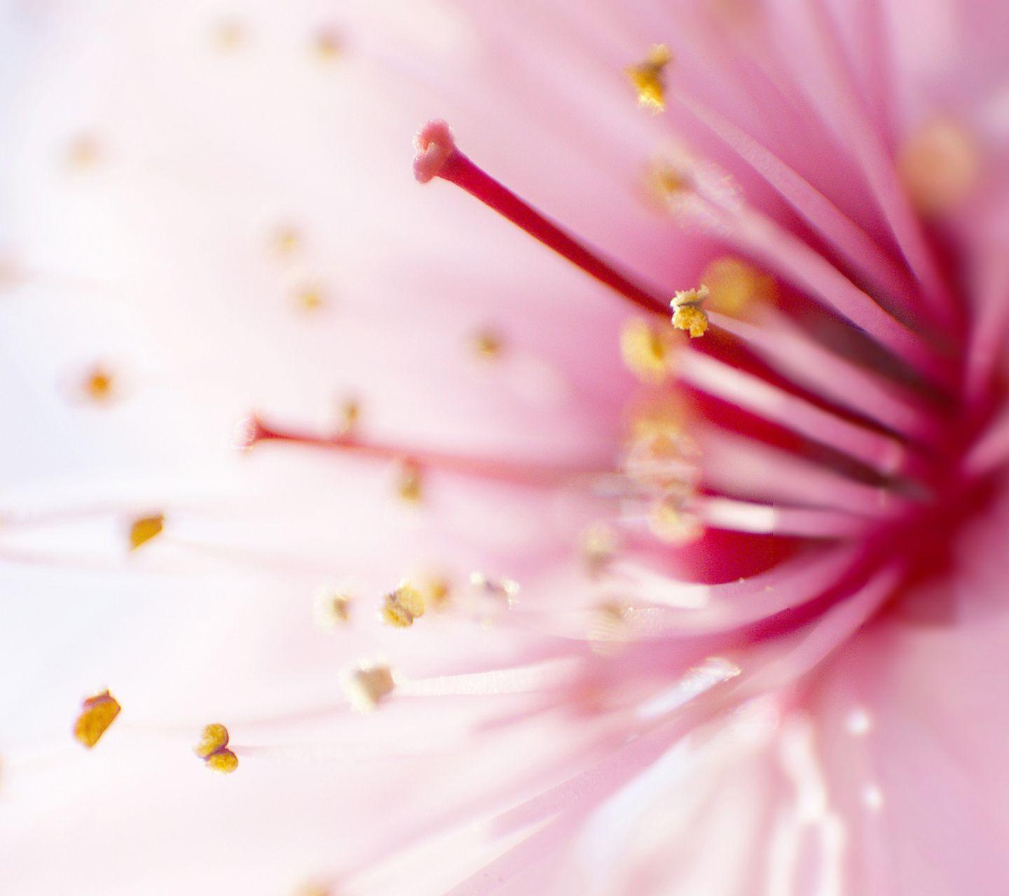 Wallpapers Flower HD Samsung S3 Mini Wallpaper Cave