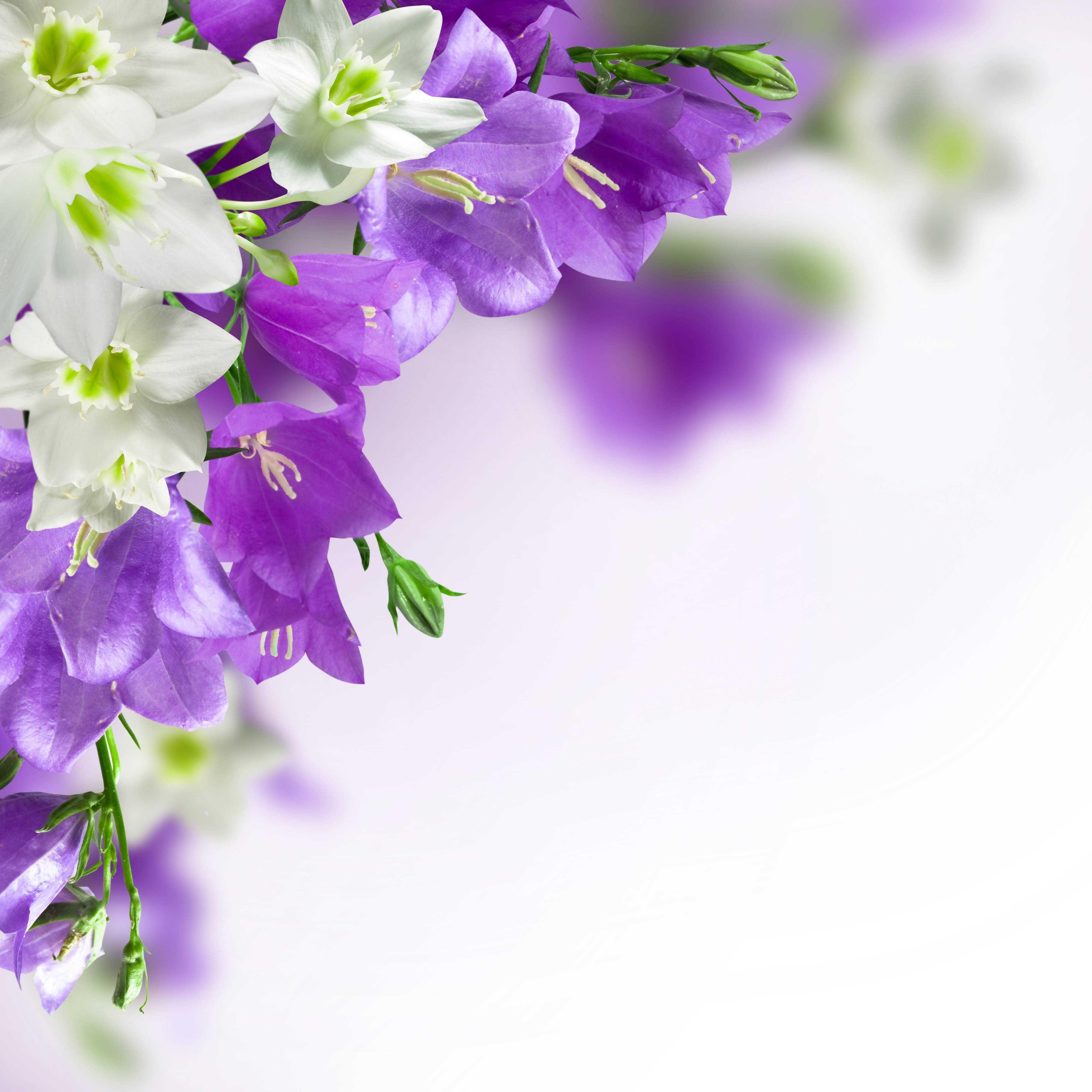 Purple Flower Background Images Wallpaper Cave