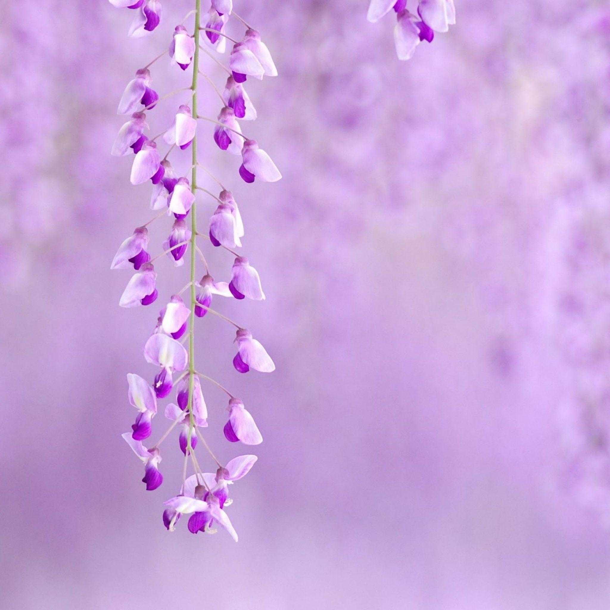 Purple Flower Background Images Wallpaper Cave