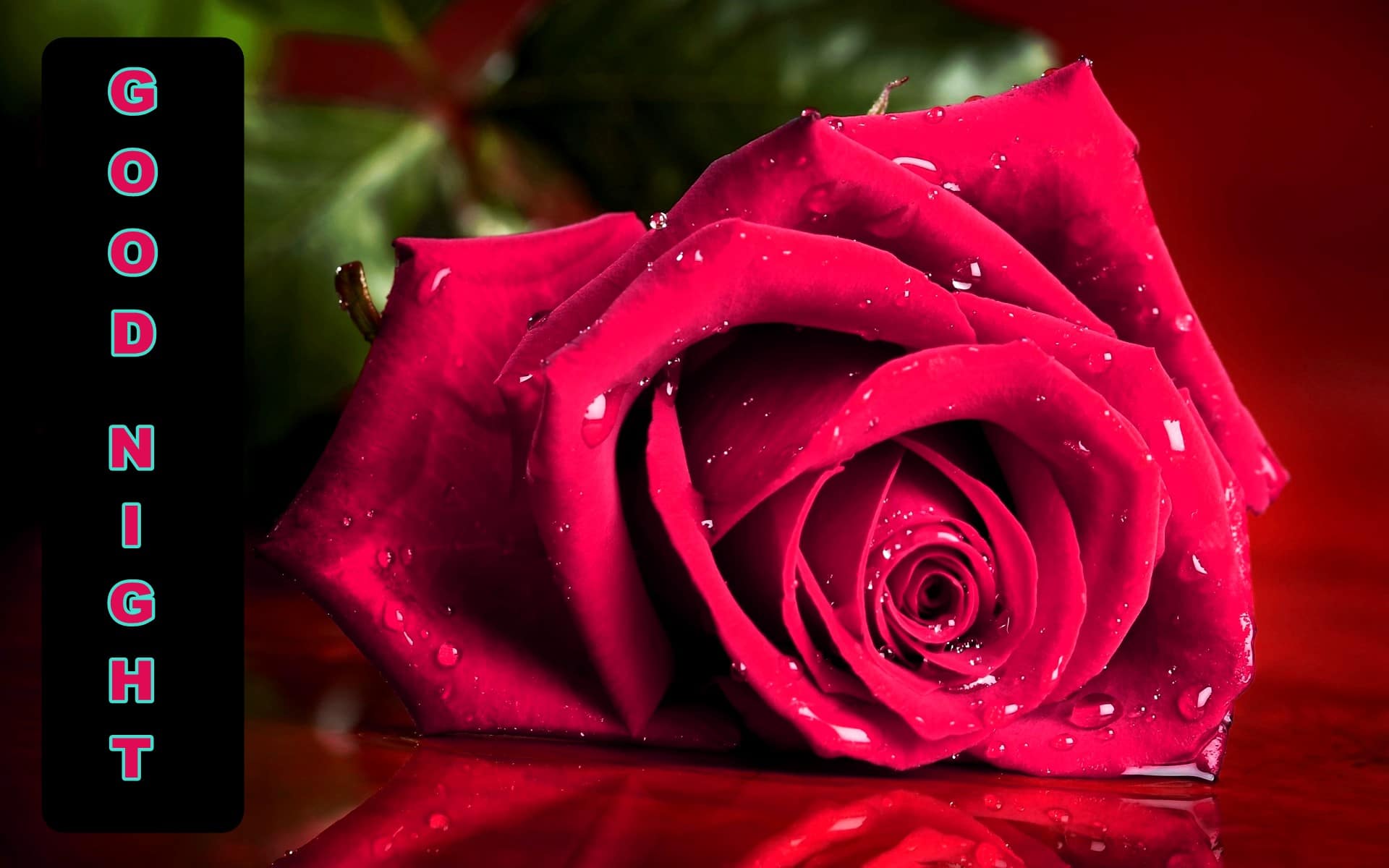 28+ Wallpaper Flower Good Night Galeri Bunga HD