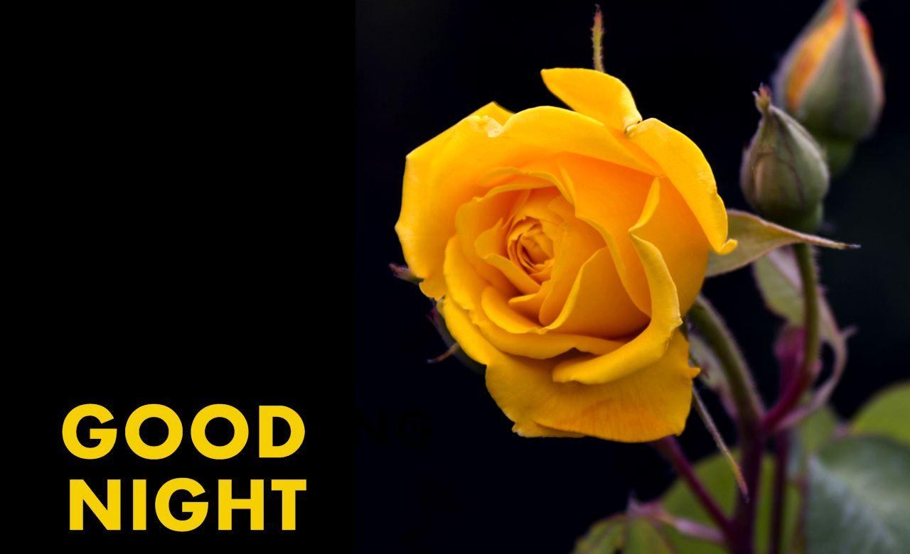 Good Night Rose Wallpapers Free For Mobail Wallpaper Cave