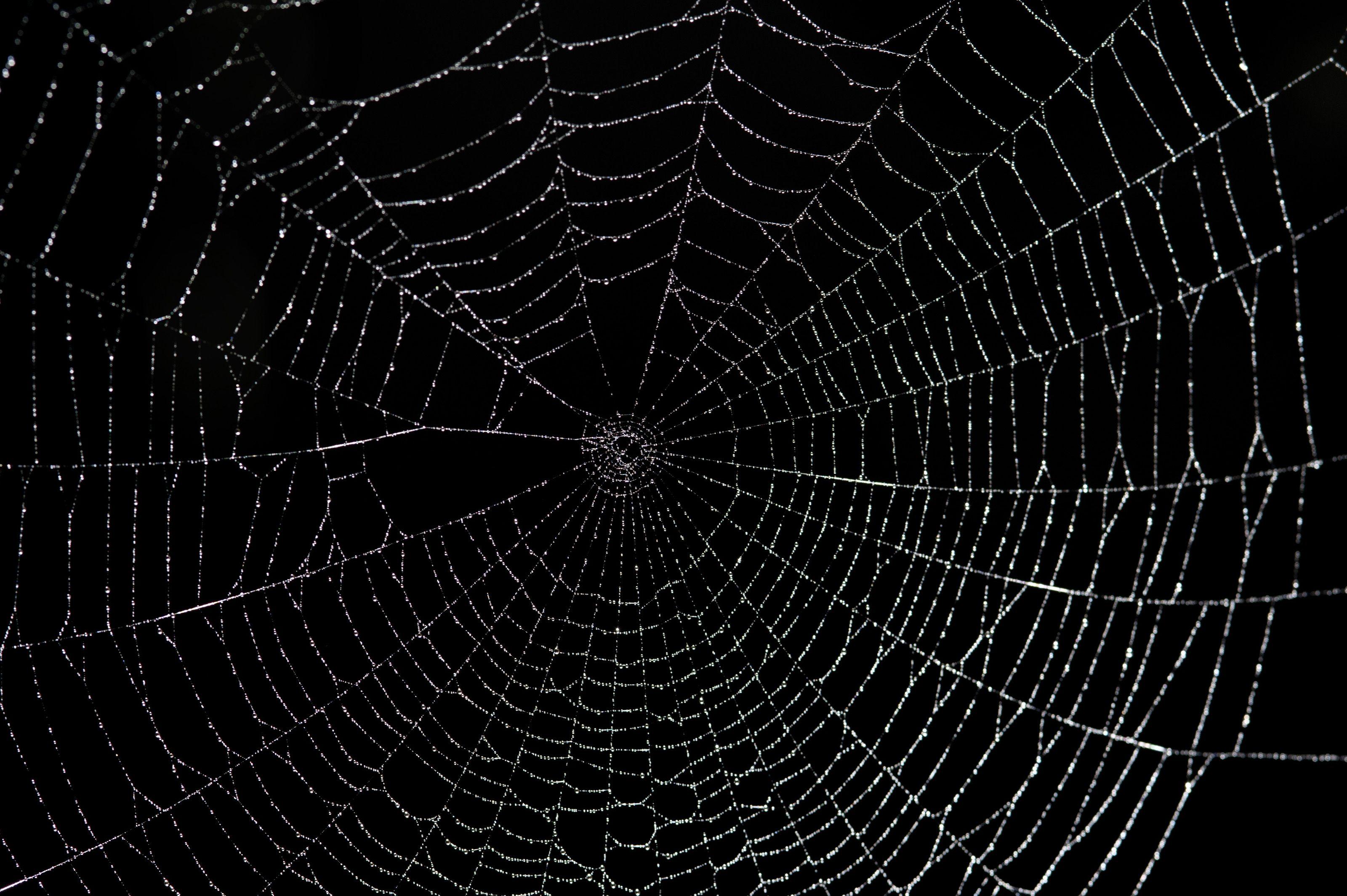 Desktop Backgrounds Black Spider Wallpaper Cave