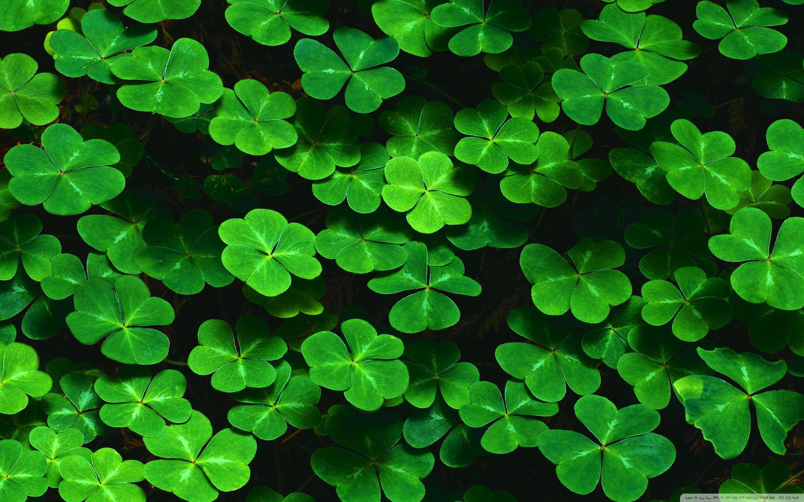 Clover Leaf Wallpapers - Wallpaper Cave