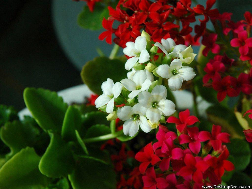 Red And White Flowers Wallpapers Wallpaper Cave