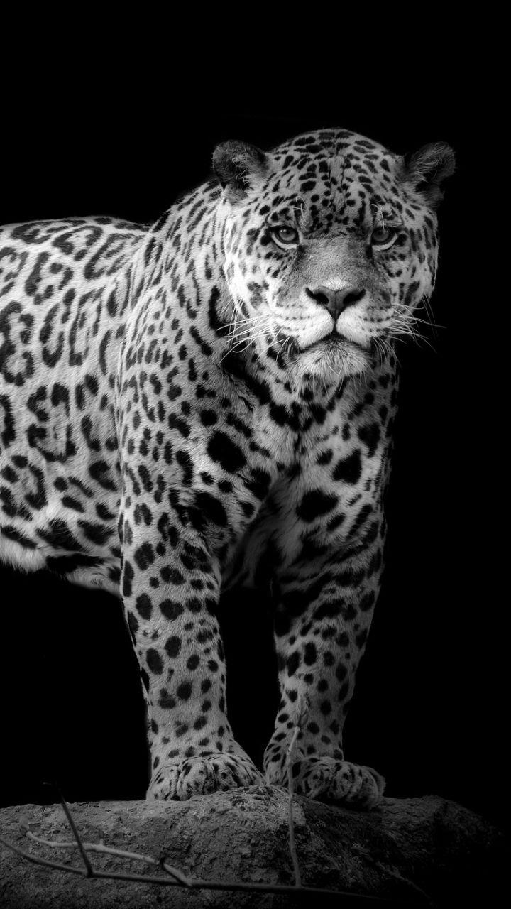 Black Jaguar HD Mobile Wallpapers Wallpaper Cave
