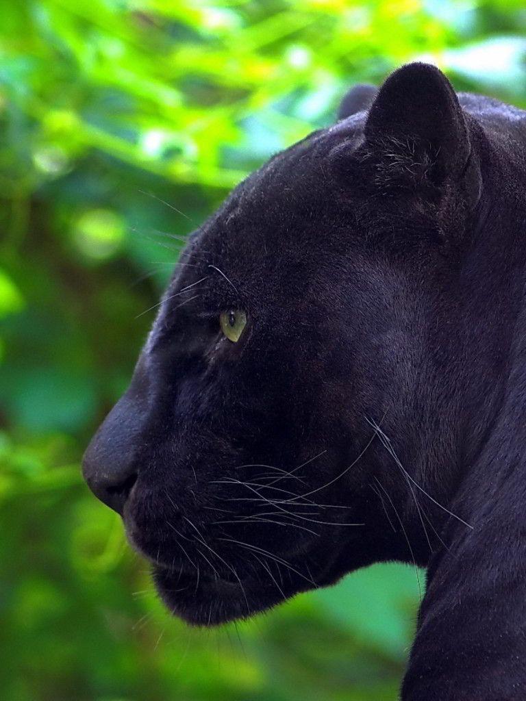 Black Jaguar HD Mobile Wallpapers Wallpaper Cave