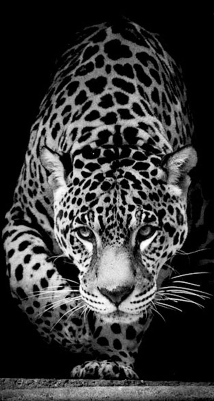 Black Jaguar HD Mobile Wallpapers Wallpaper Cave