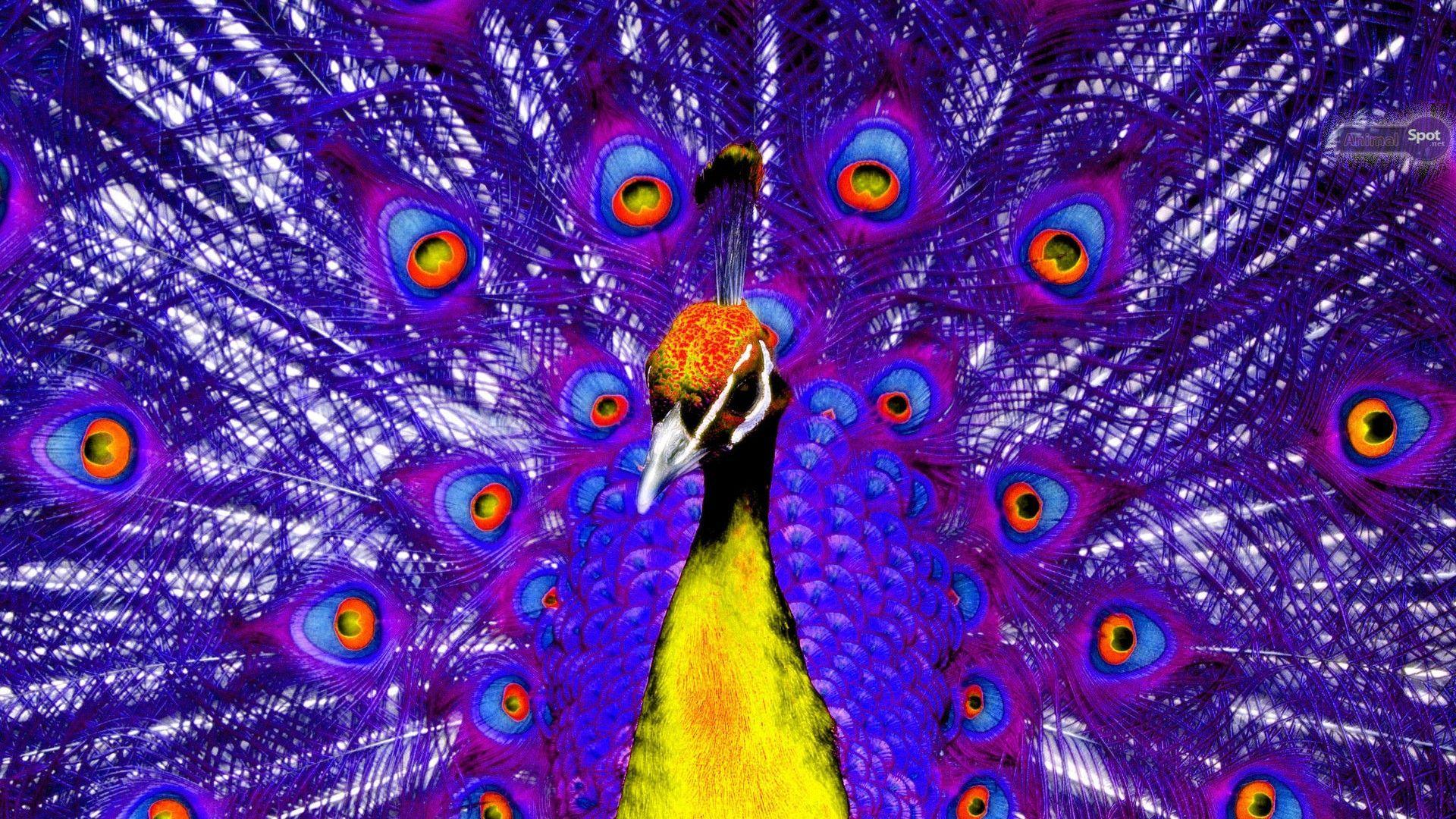 Purple Peacock Phone Wallpapers Wallpaper Cave