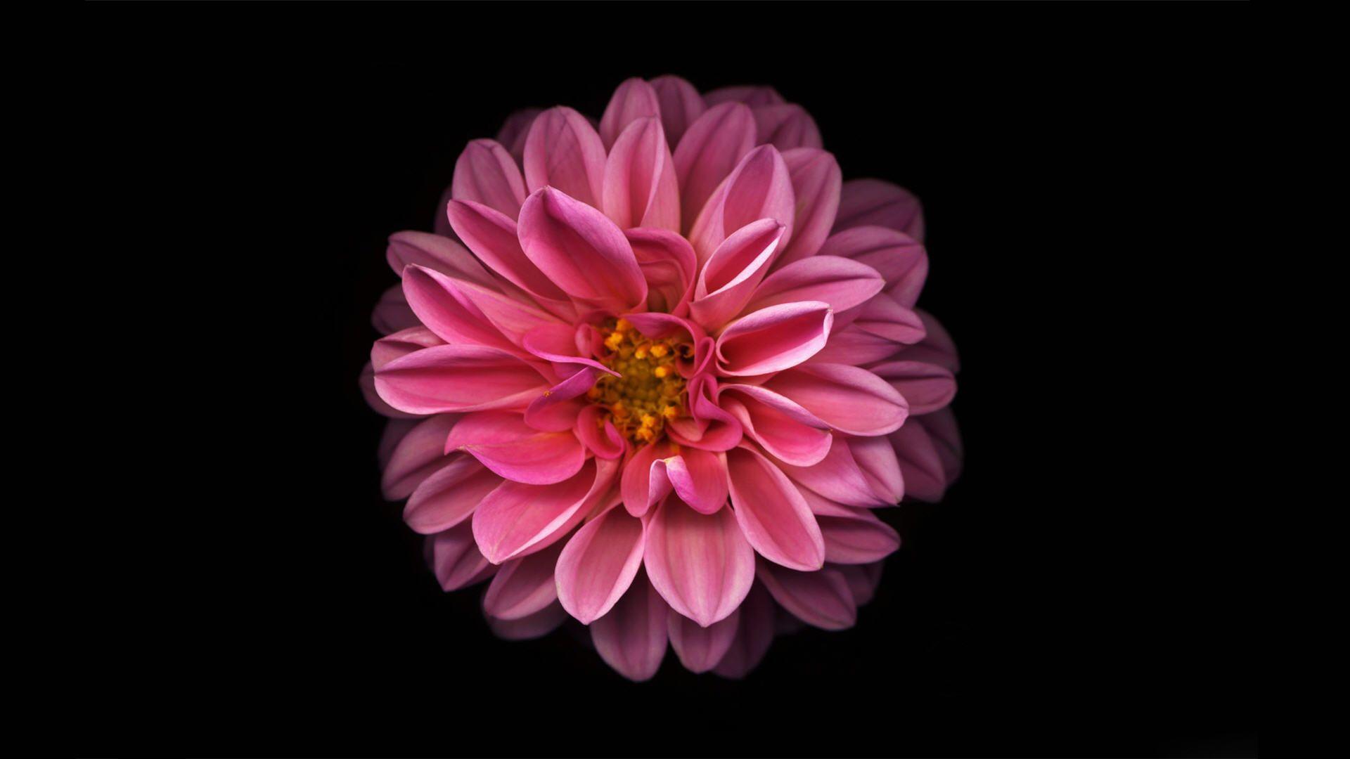 Pink And Black Floral Wallpapers Wallpaper Cave