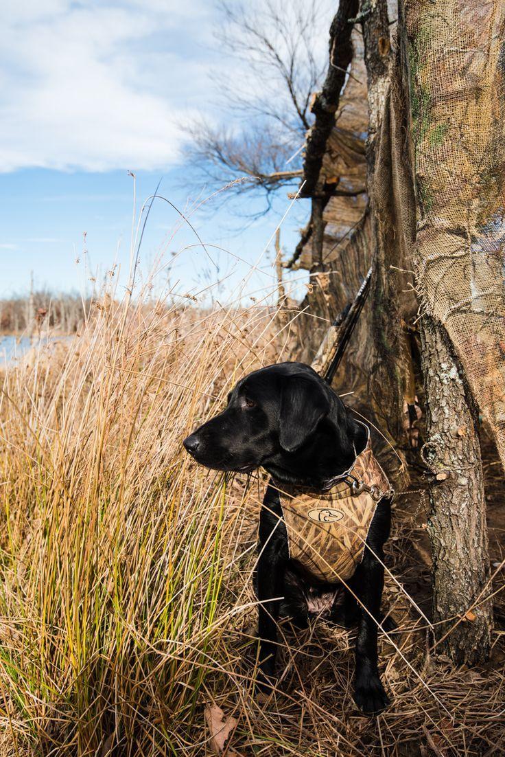 Black Lab Duck Hunting Wallpapers Wallpaper Cave