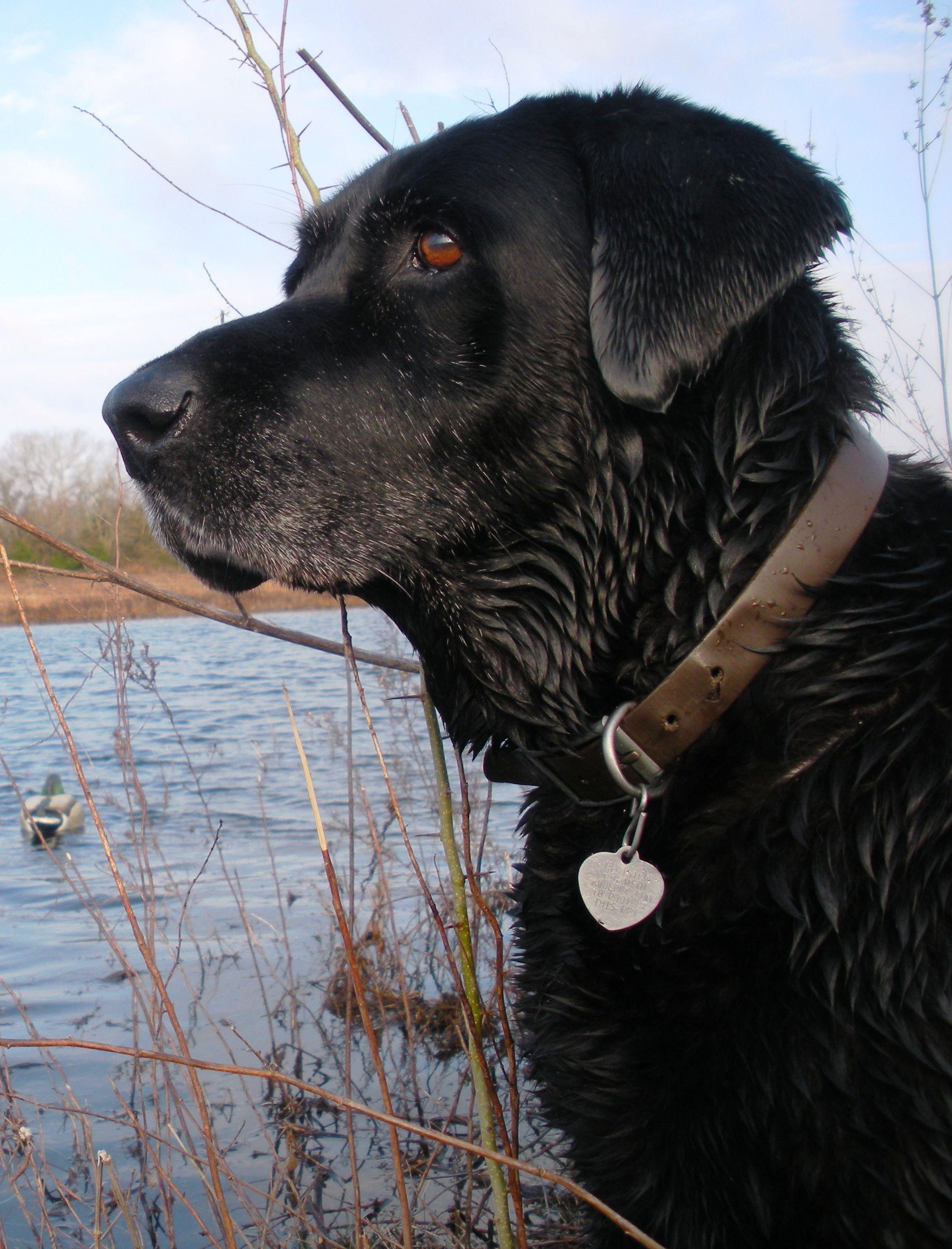 Black Lab Duck Hunting Wallpapers Wallpaper Cave