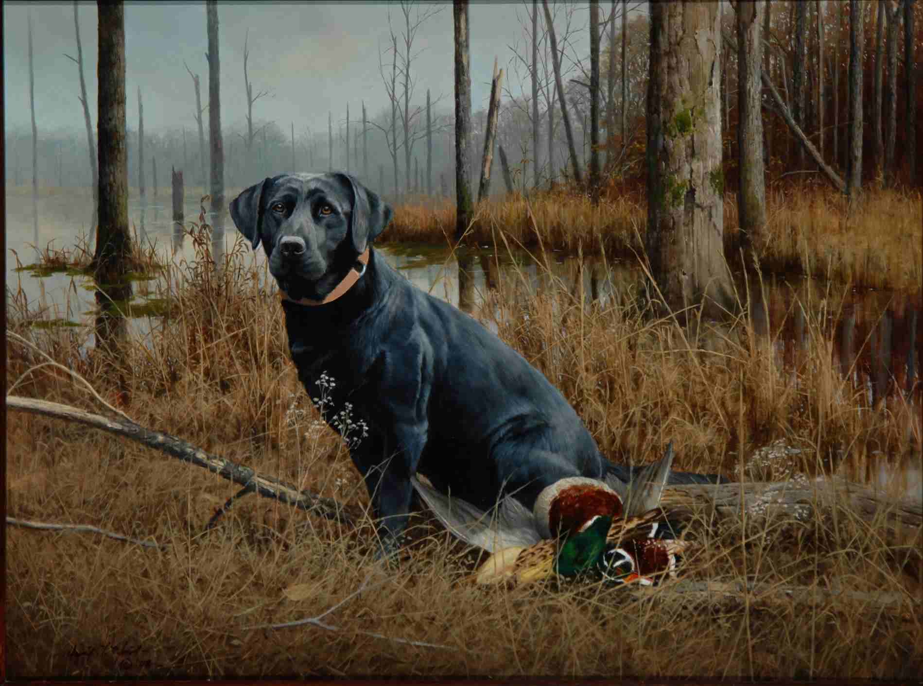 Black Lab Duck Hunting Wallpapers Wallpaper Cave