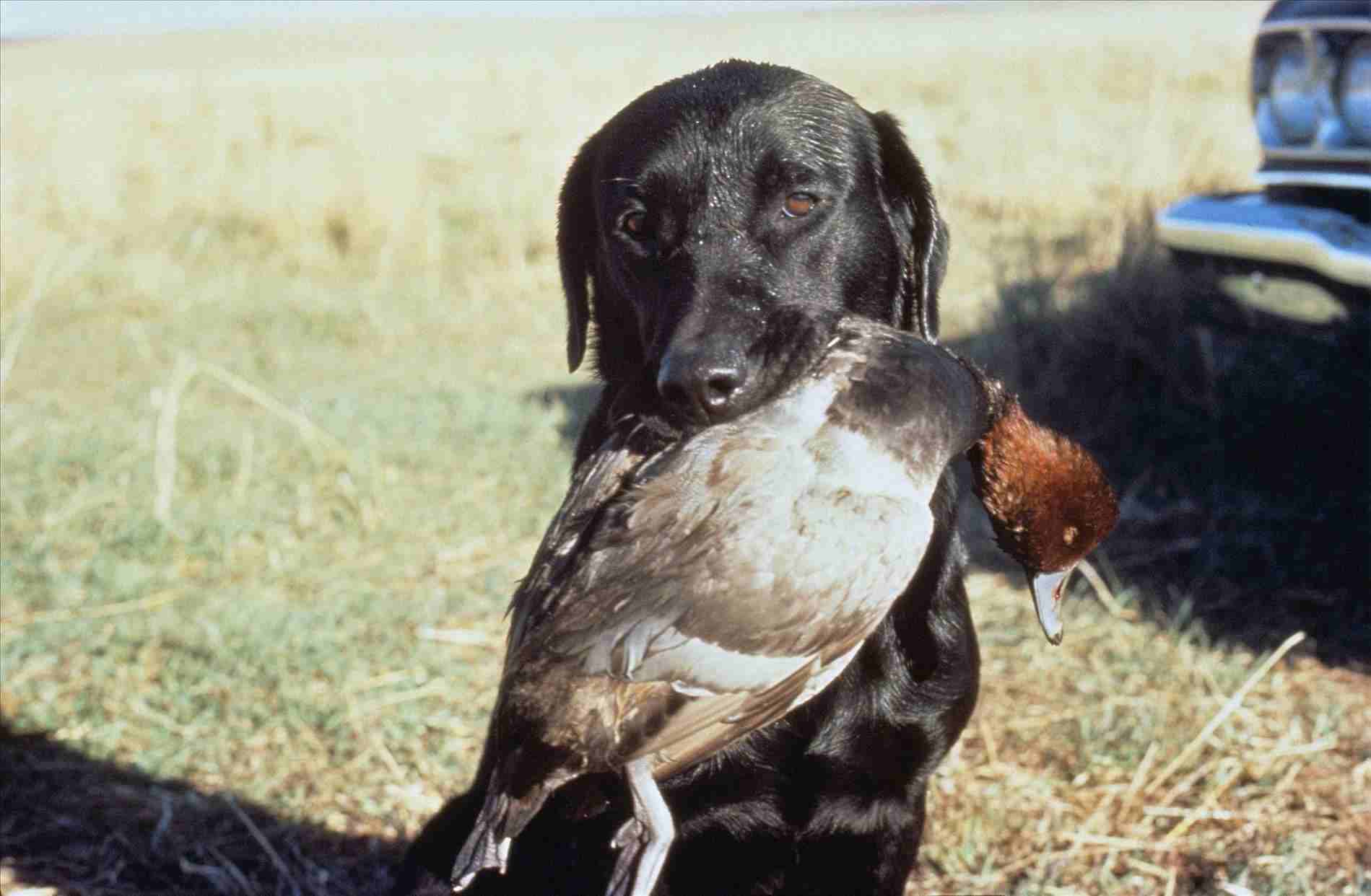 Black Lab Duck Hunting Wallpapers Wallpaper Cave